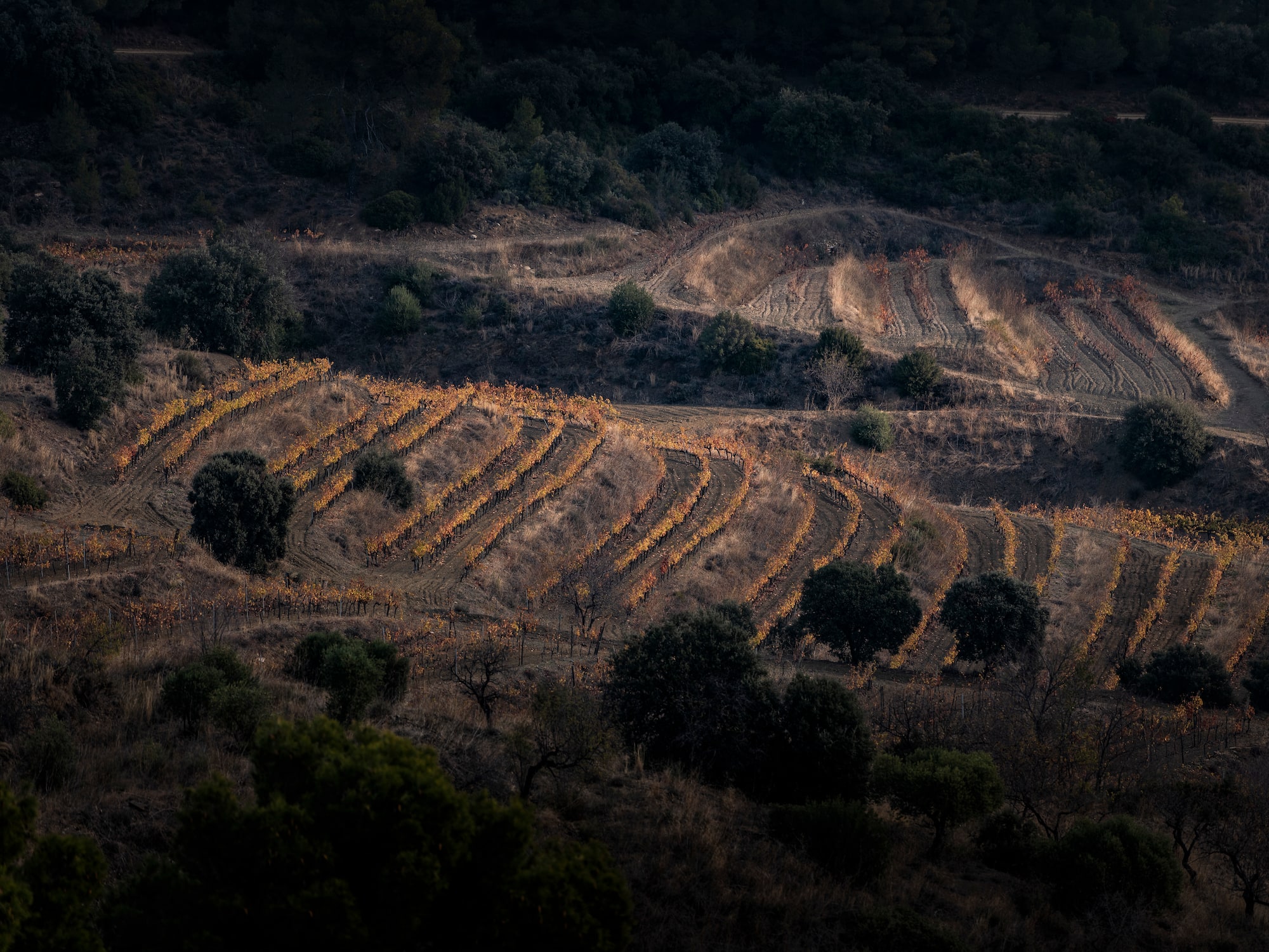 a field of vines and trees