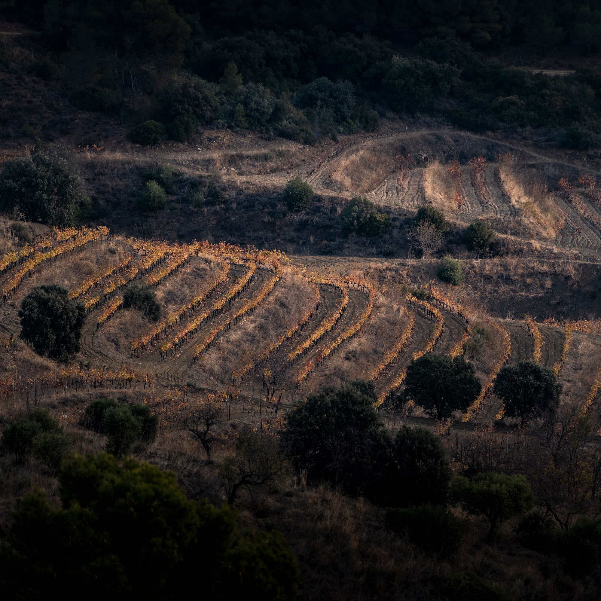 a field of vines and trees