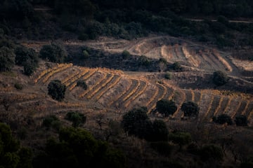 a field of vines and trees