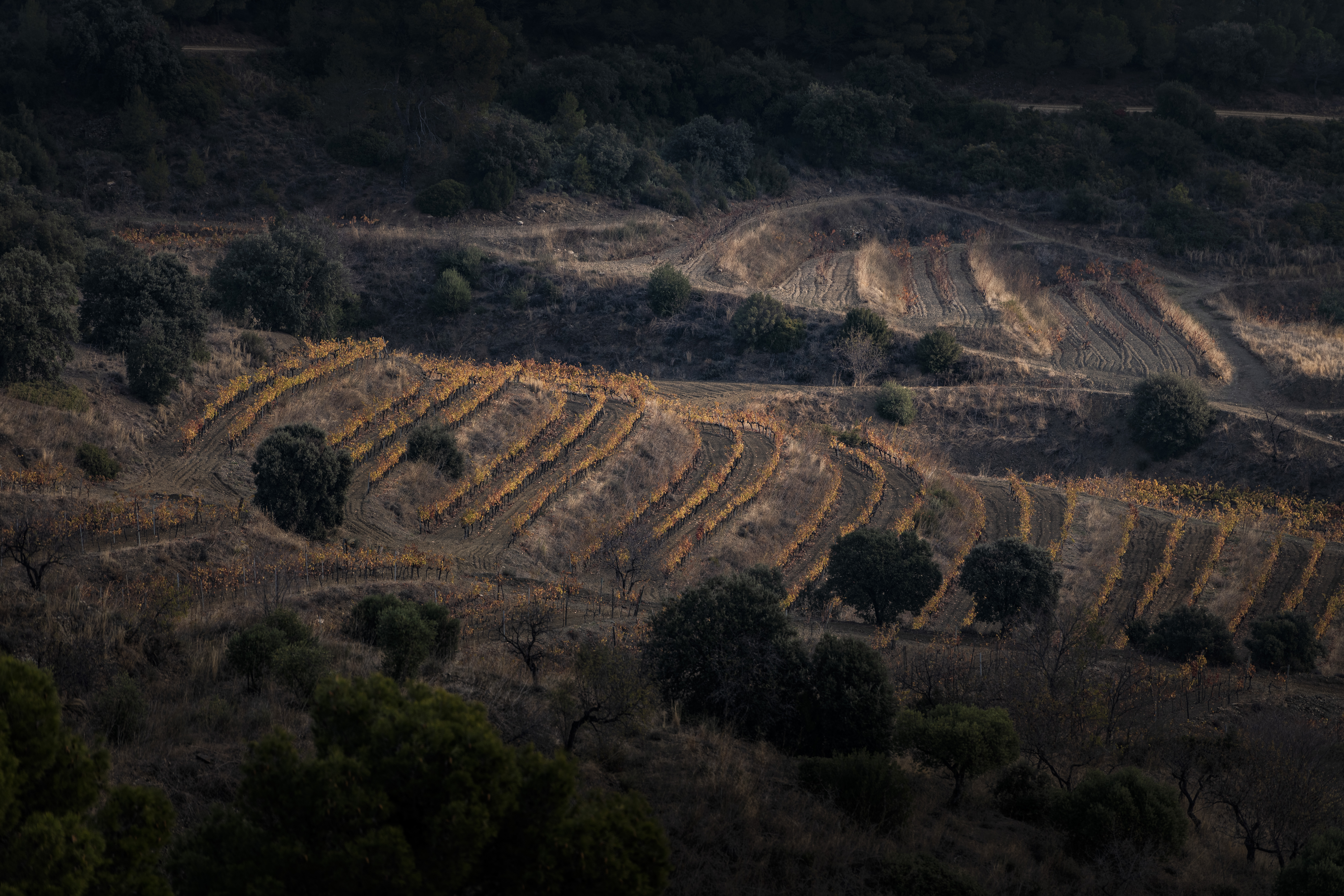 a field of vines and trees