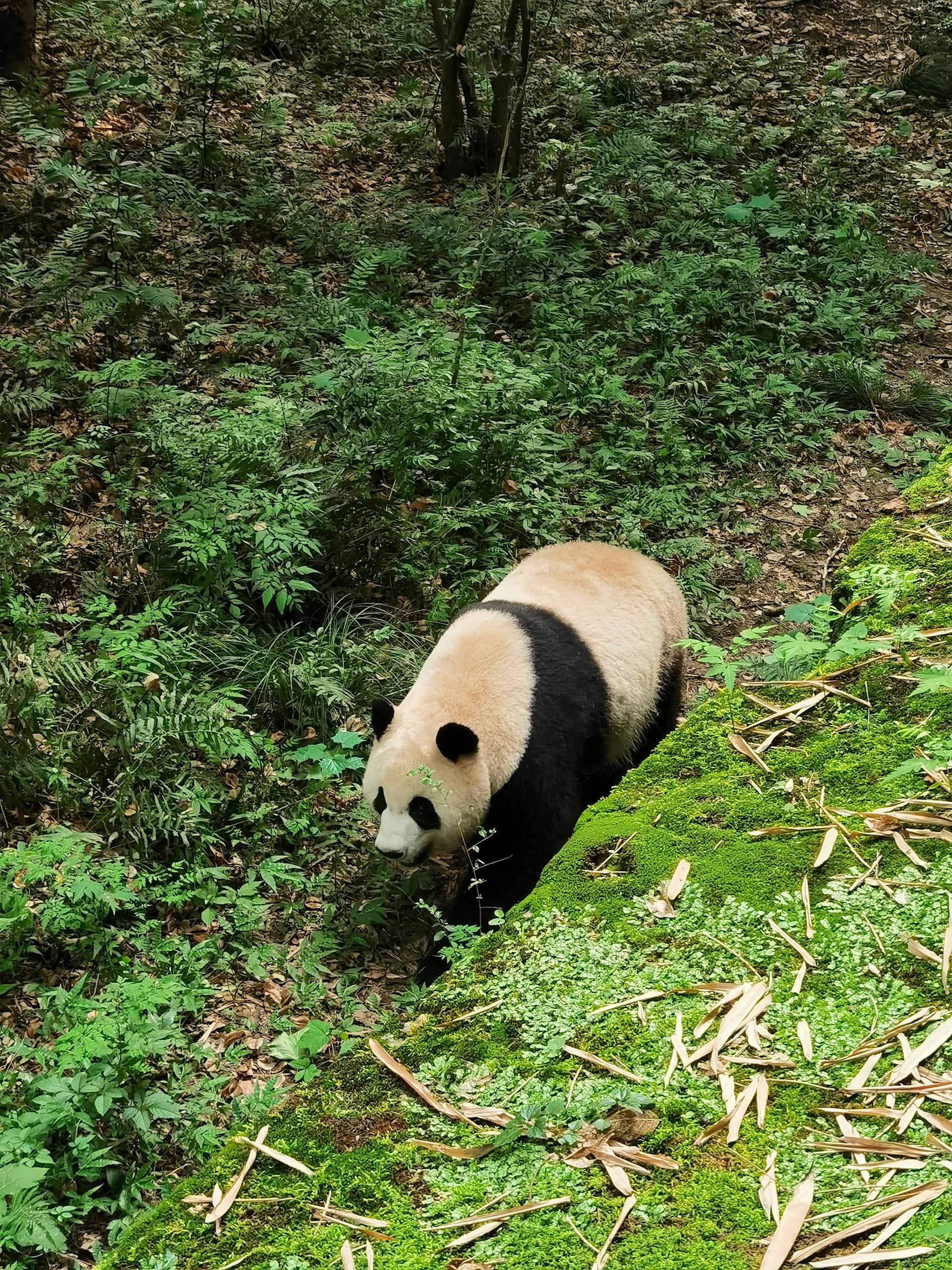 a panda bear walking through a forest