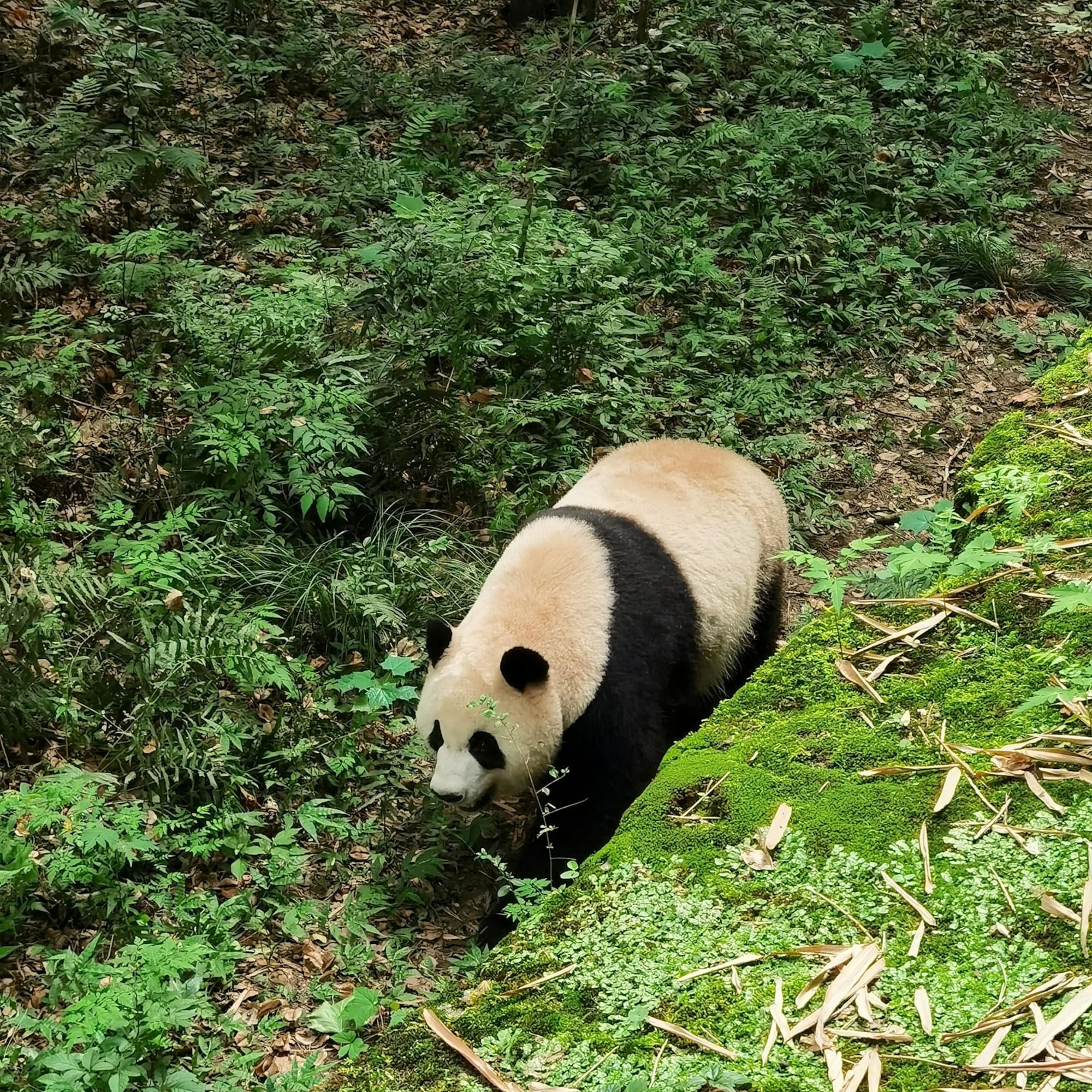 a panda bear walking through a forest