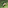 a panda bear walking through a forest