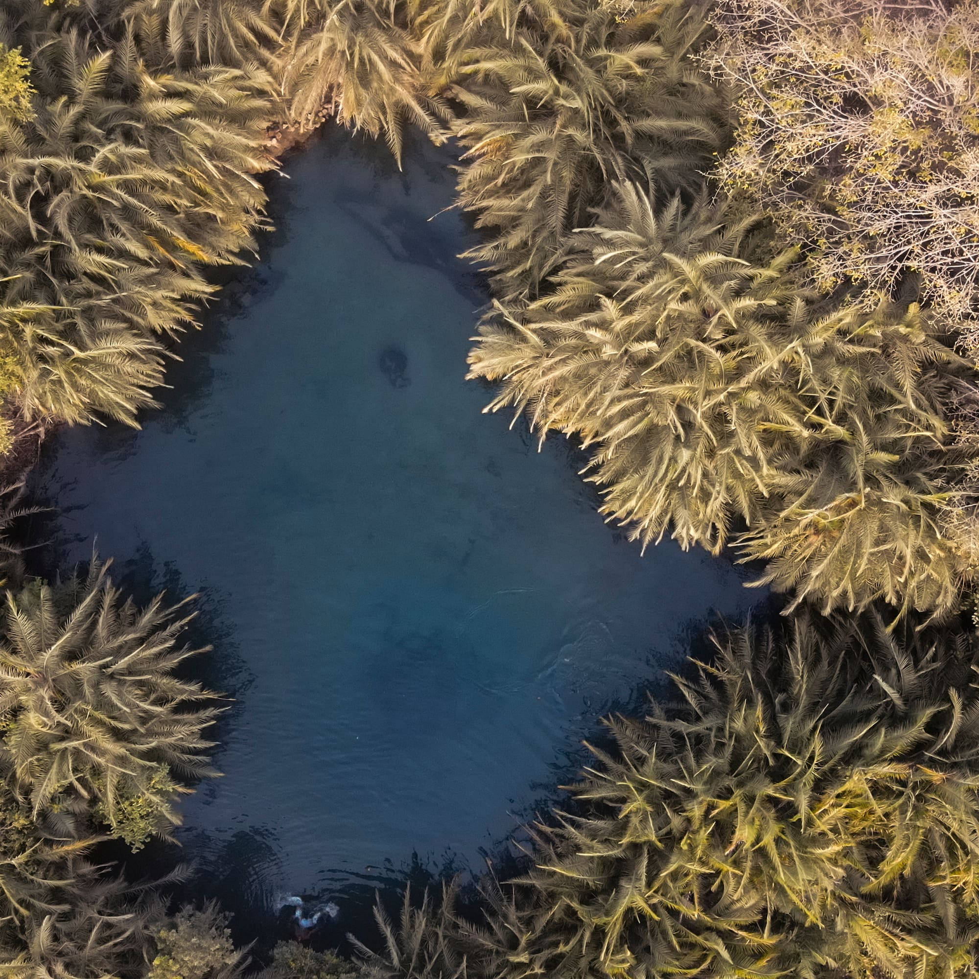 a body of water surrounded by trees