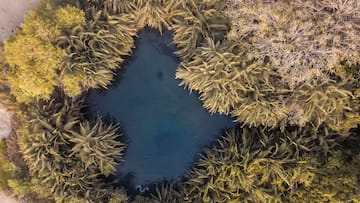 a body of water surrounded by trees