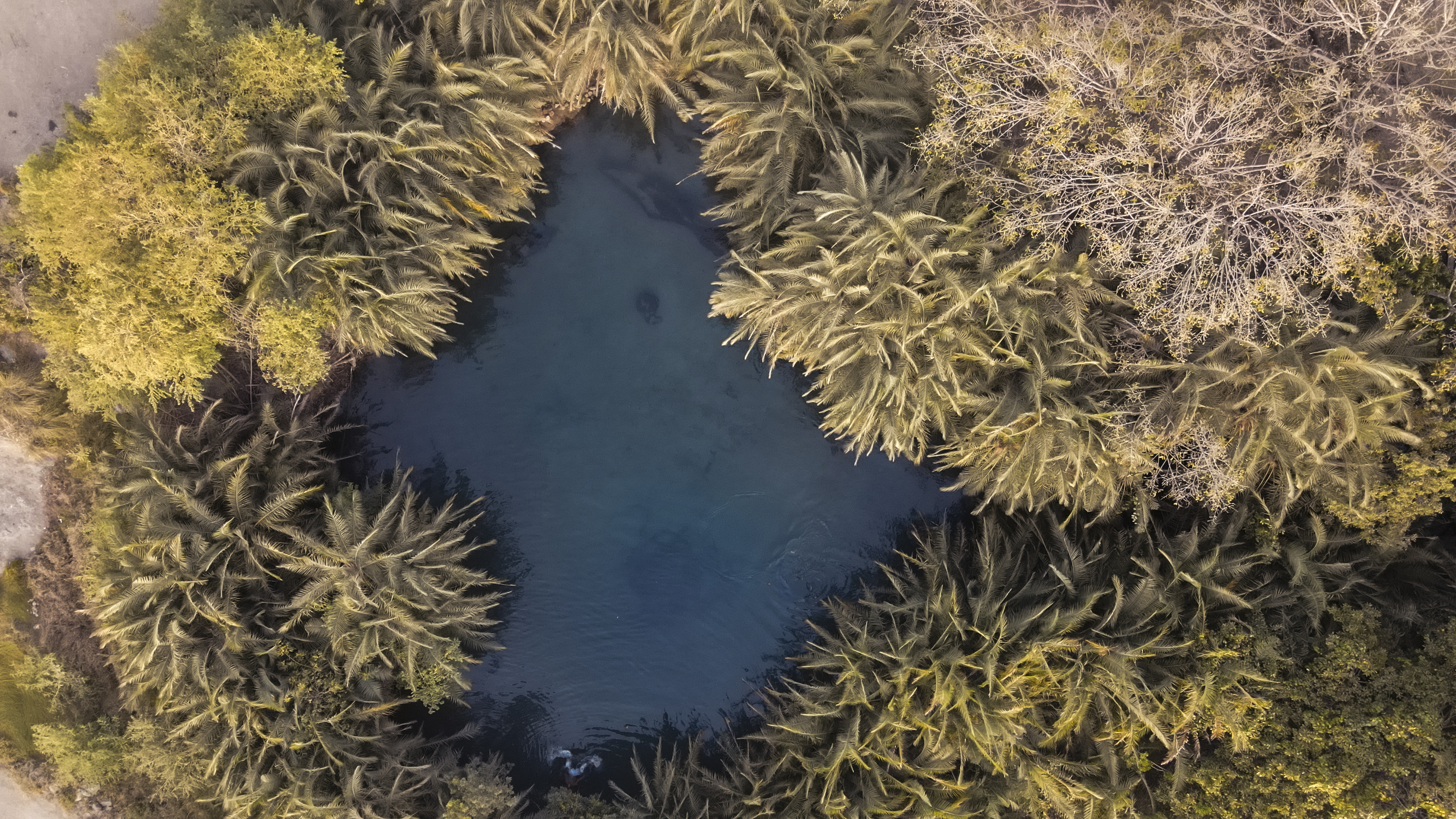 a body of water surrounded by trees