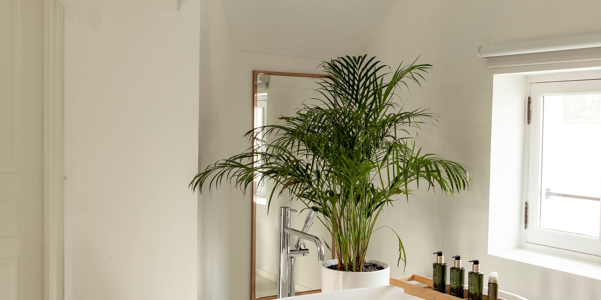 a white bathroom with a tub and a plant