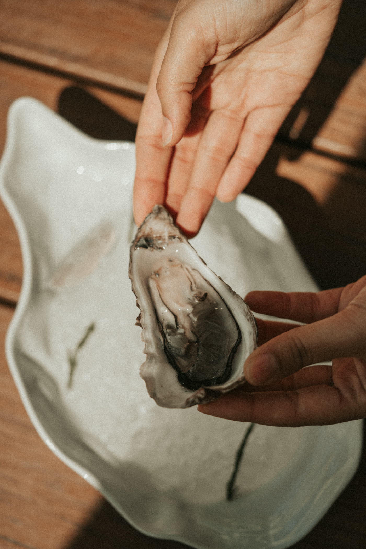 Fresh shucked oyster in hands, ready to eat from ice-filled dish.