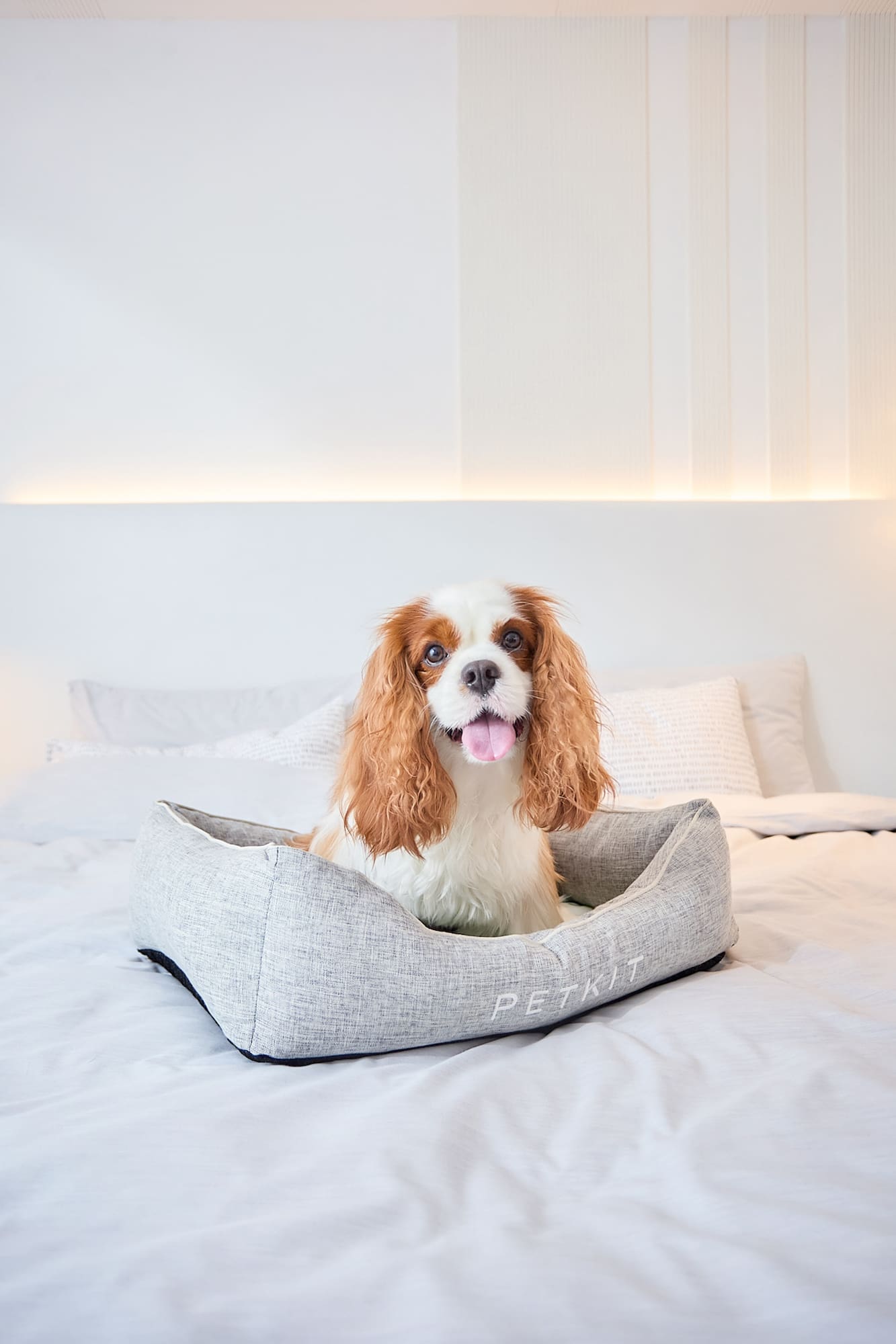 a dog sitting in a bed