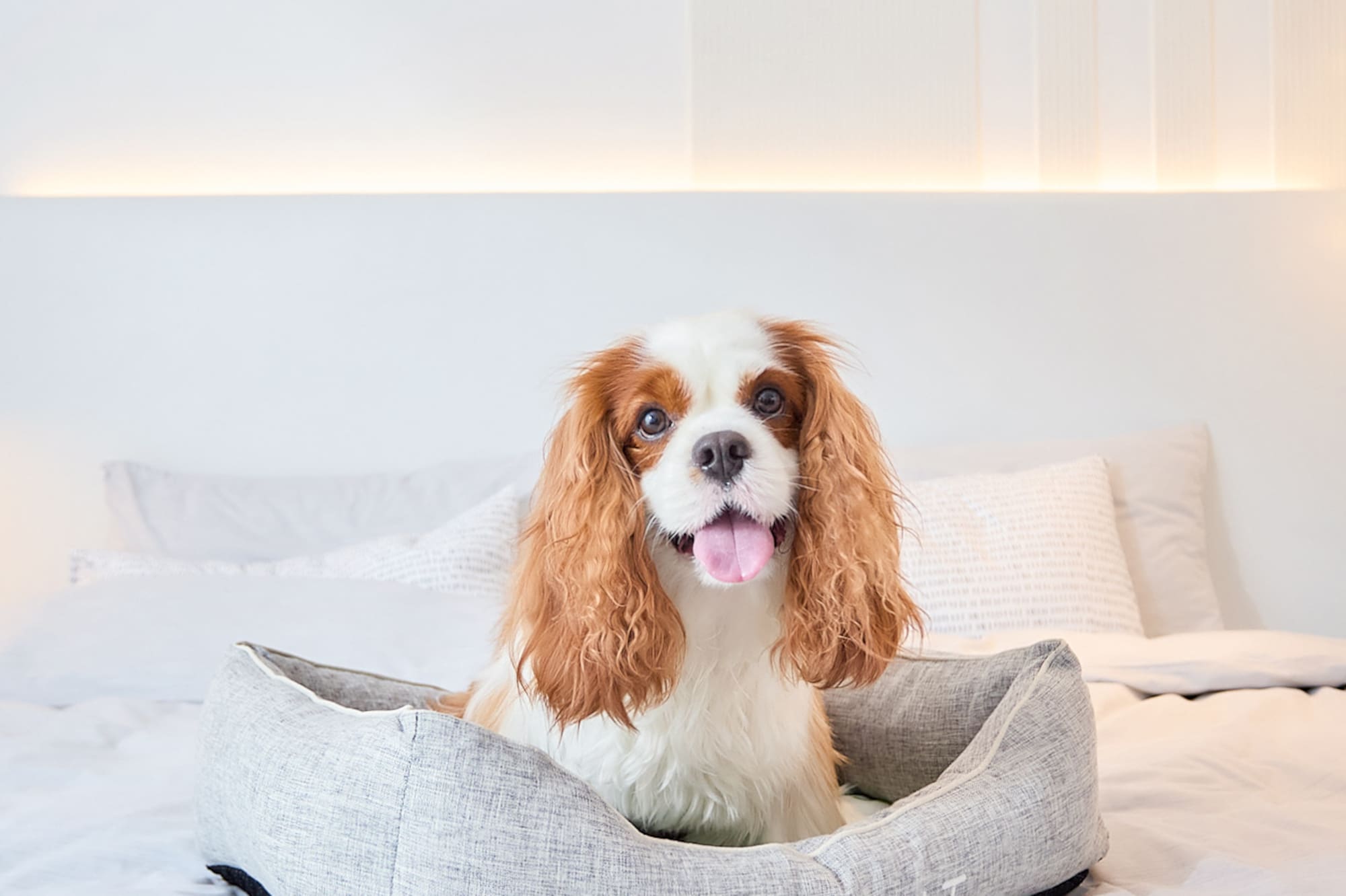 a dog sitting in a bed
