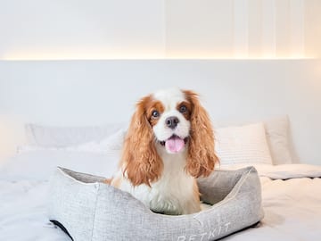 a dog sitting in a bed