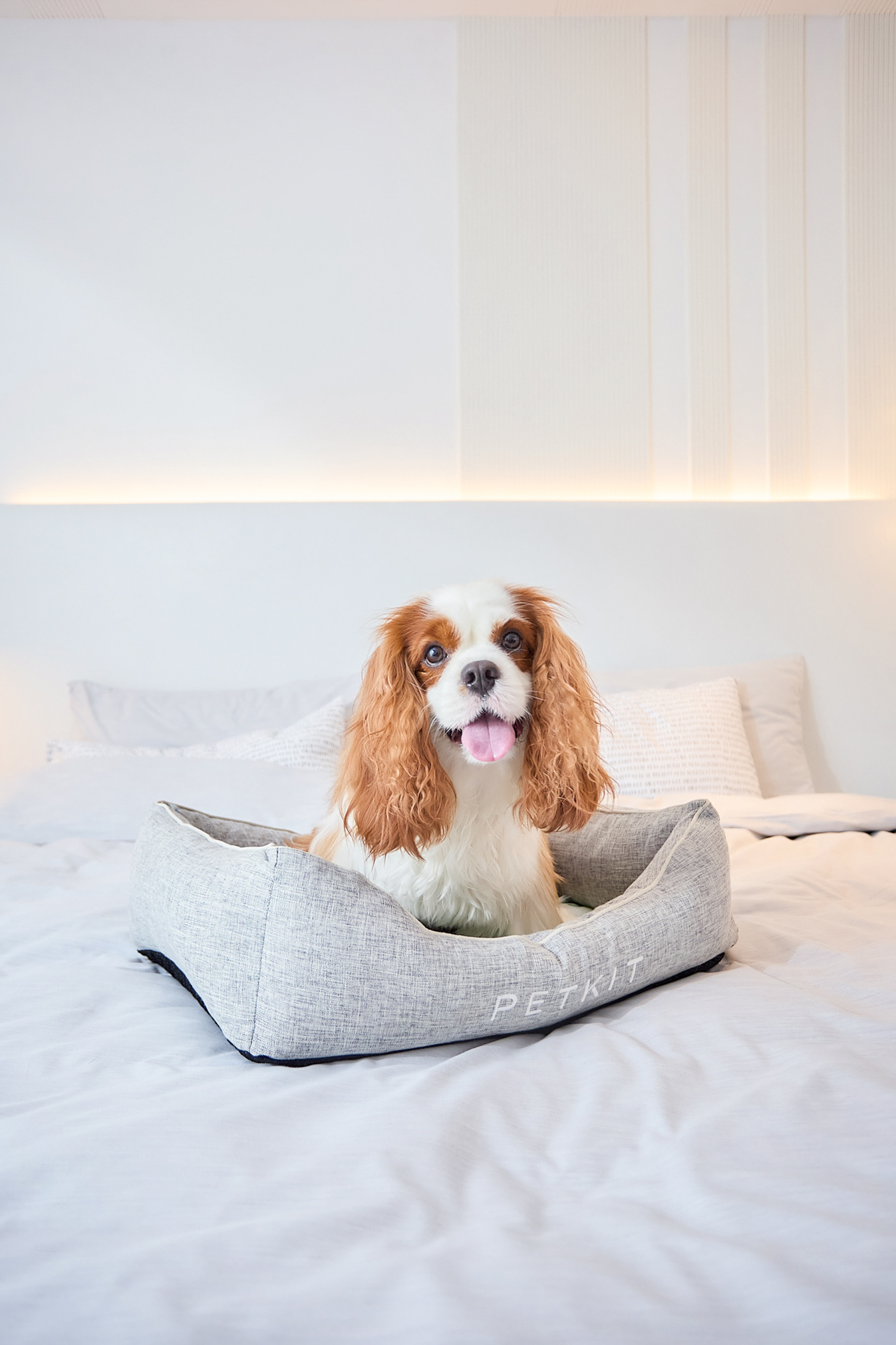 Cavalier King Charles Spaniel in grey PETKIT dog bed on white bed.