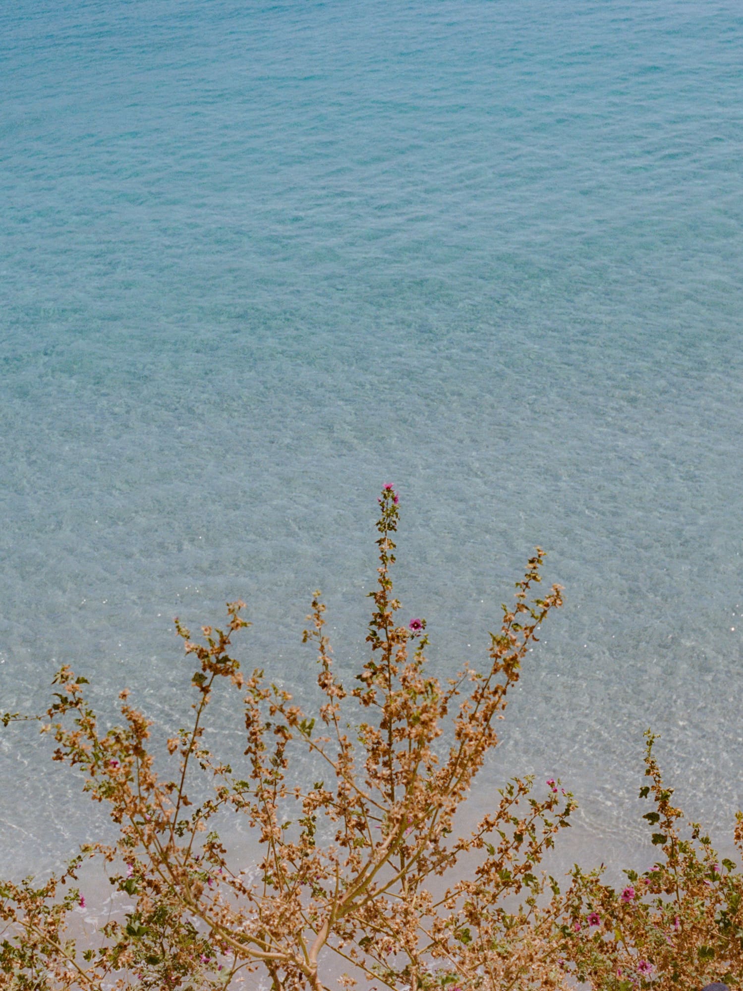 a tree next to a body of water