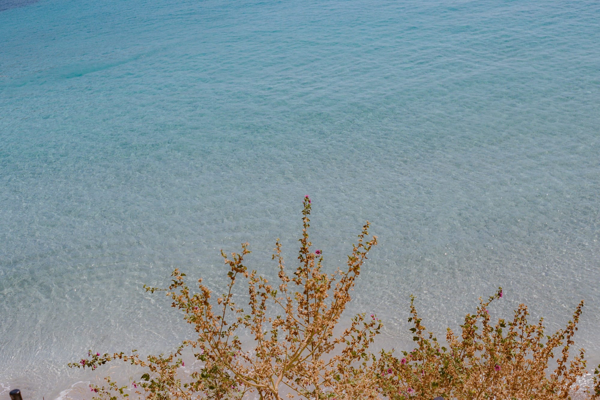Clear turquoise ocean, visible sandy bottom, flowering bush.