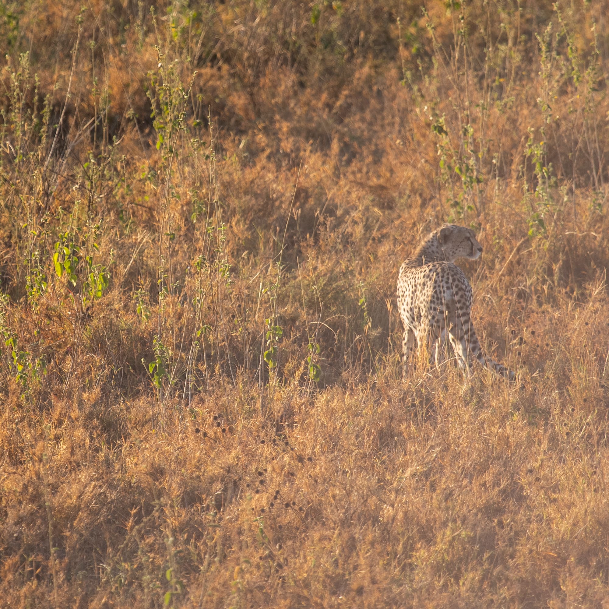 a cheetah in a field of grass