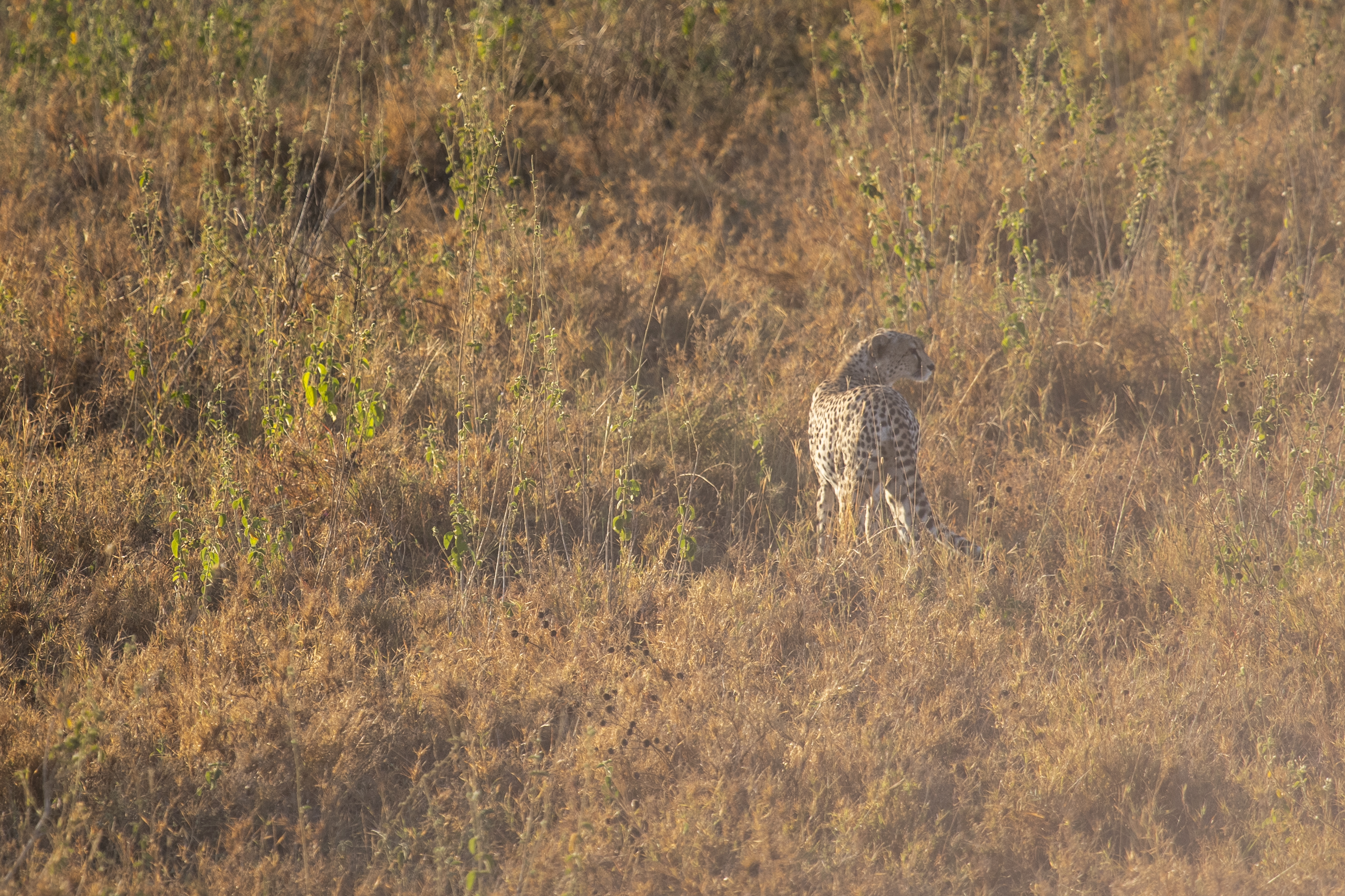a cheetah in a field of grass