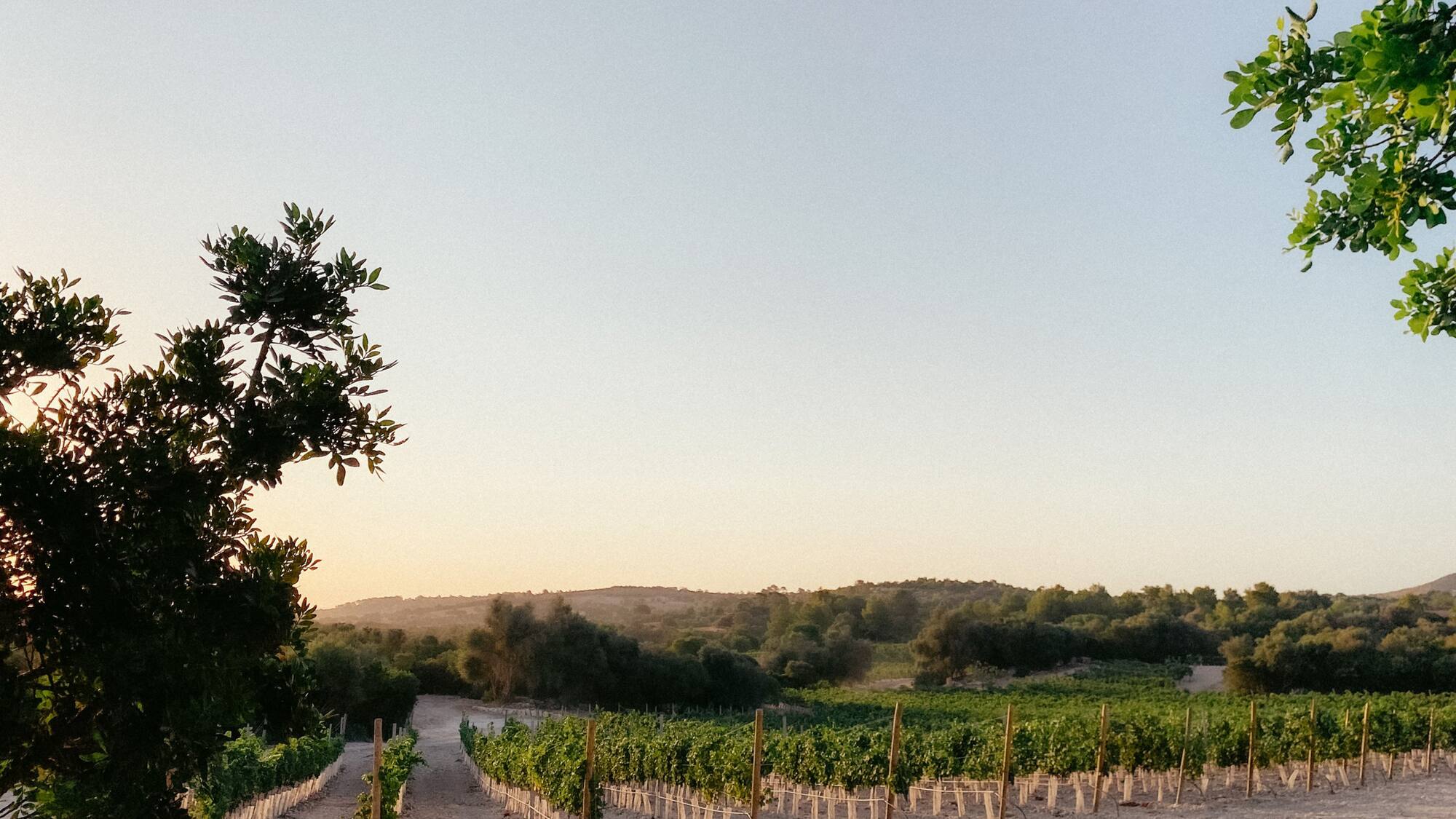 Vineyard at golden hour, rows of green grapevines line sandy paths towards hills.