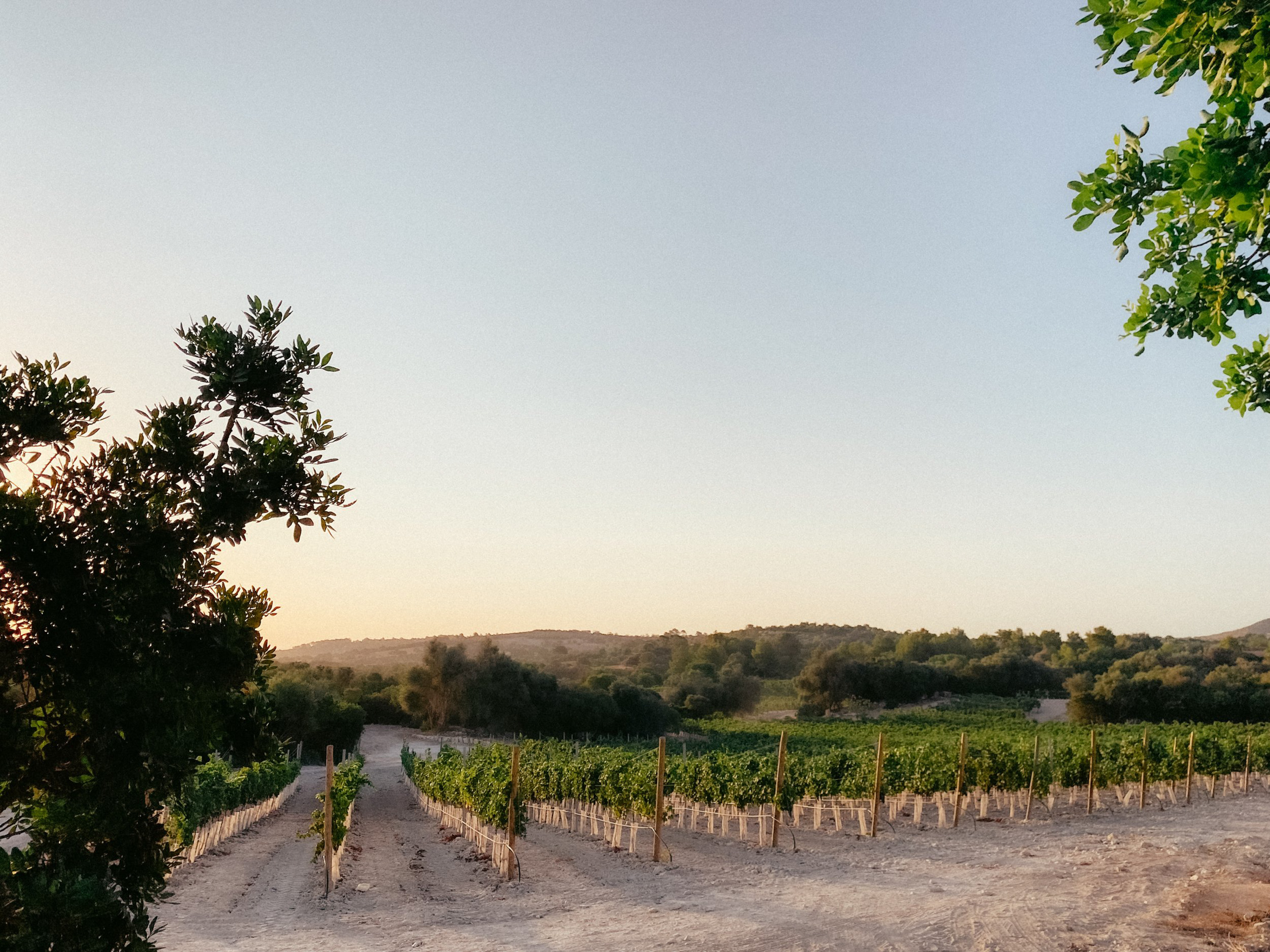 Vineyard at golden hour, rows of green grapevines line sandy paths towards hills.