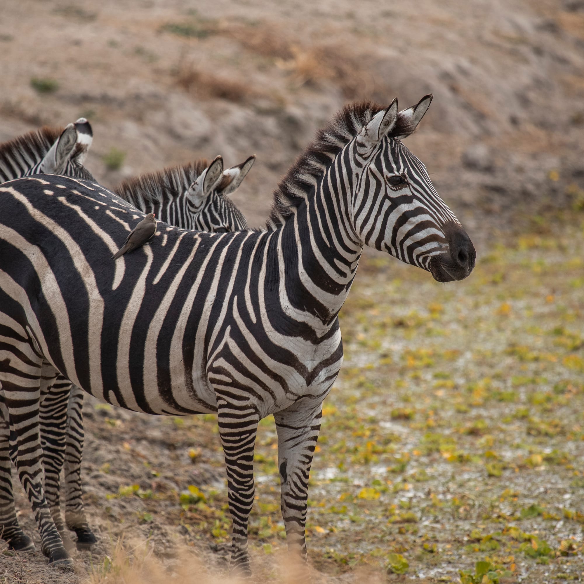 a group of zebras standing in a field