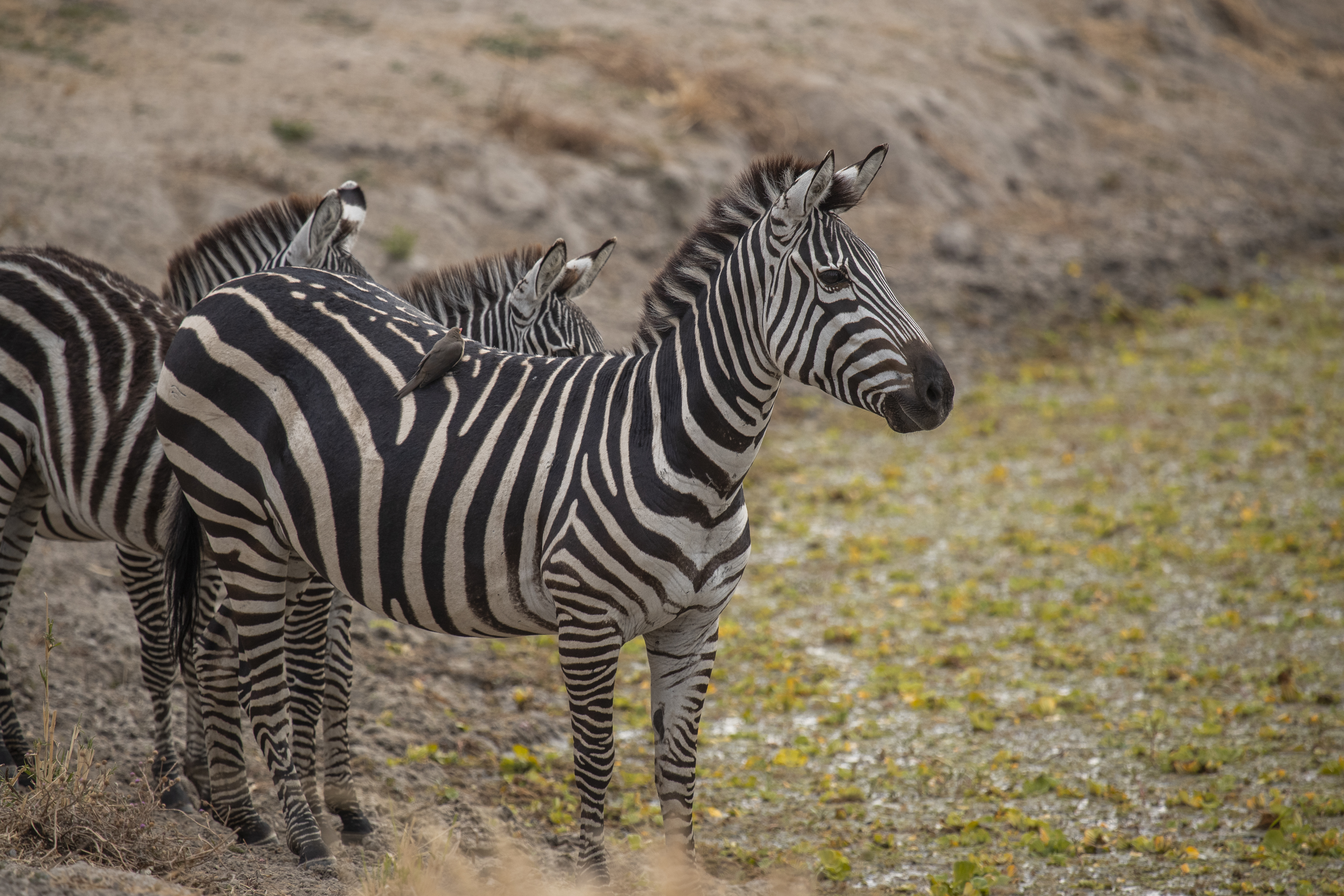 a group of zebras standing in a field