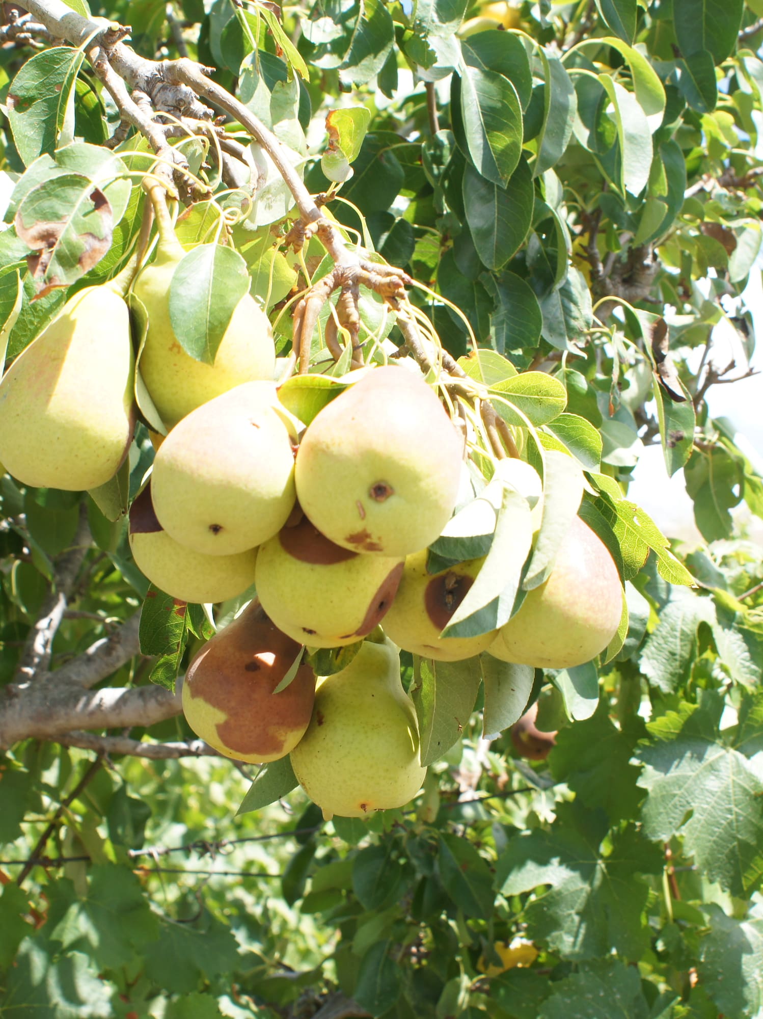 a tree with fruit on it
