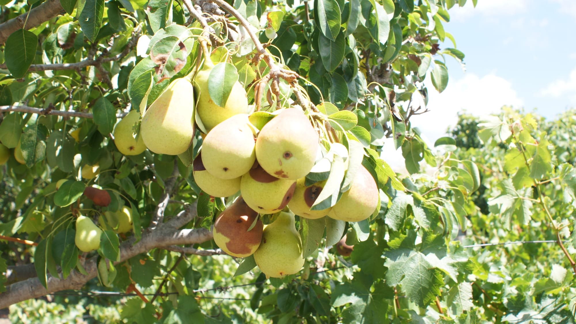 a tree with fruit on it