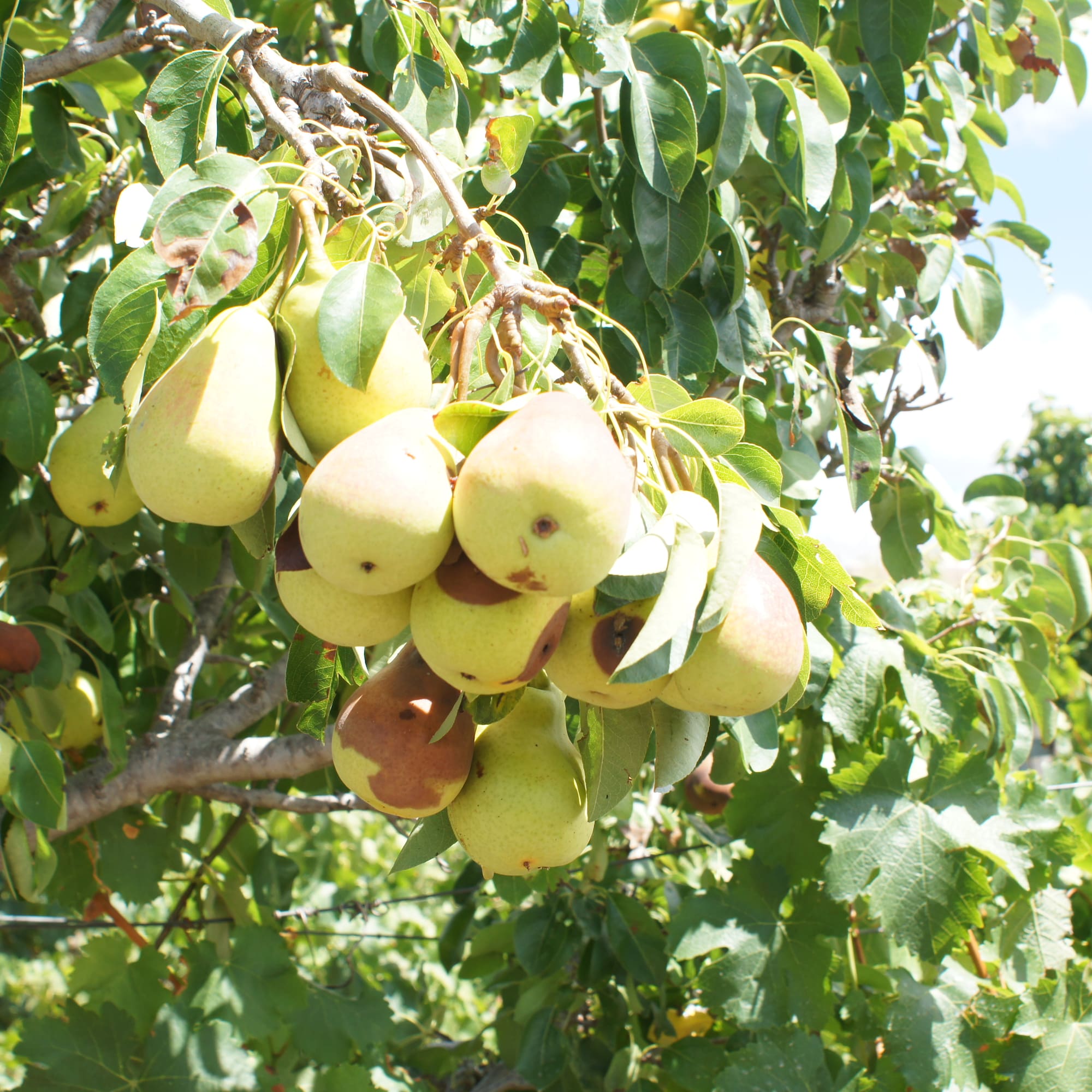 a tree with fruit on it