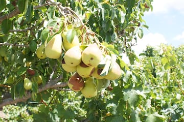 a tree with fruit on it