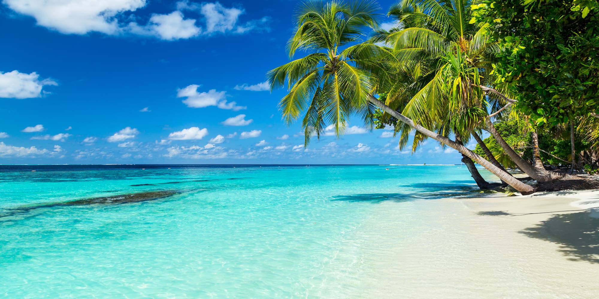 Tropical beach with clear turquoise water, white sand, and palm trees.