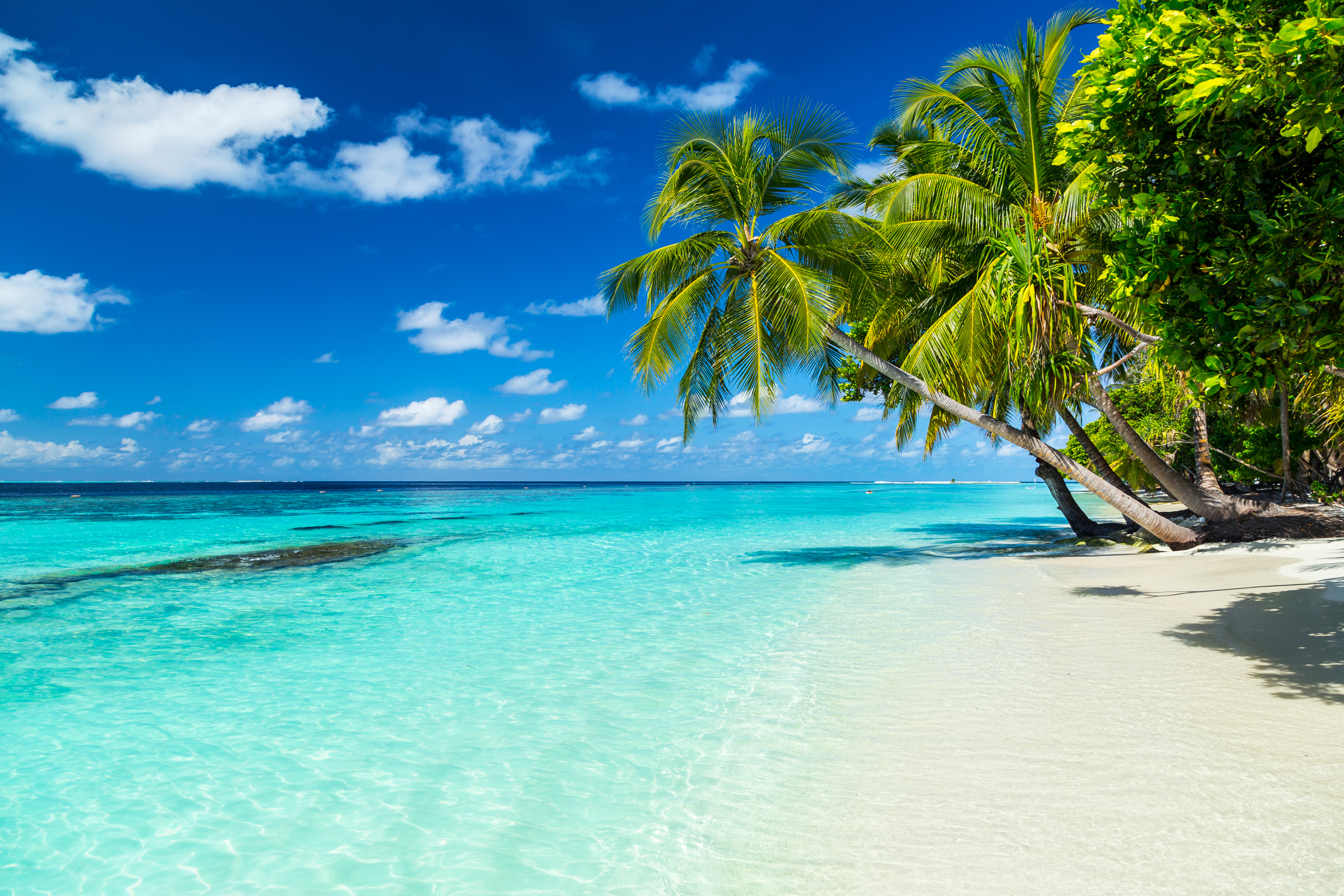 Playa tropical con palmeras, arena blanca y agua turquesa cristalina.