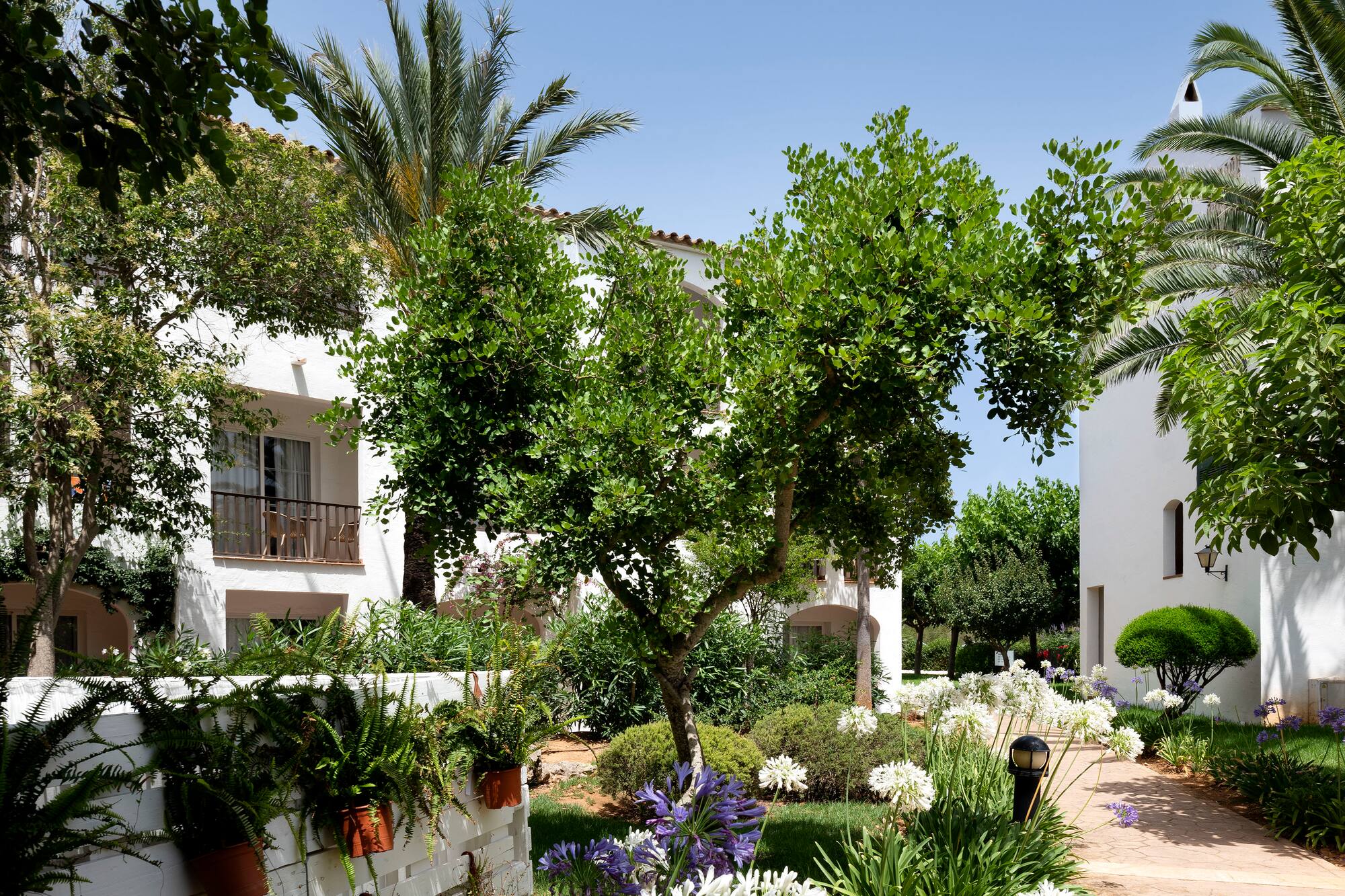 Lush resort garden with white buildings, stone path, and blooming Agapanthus flowers.