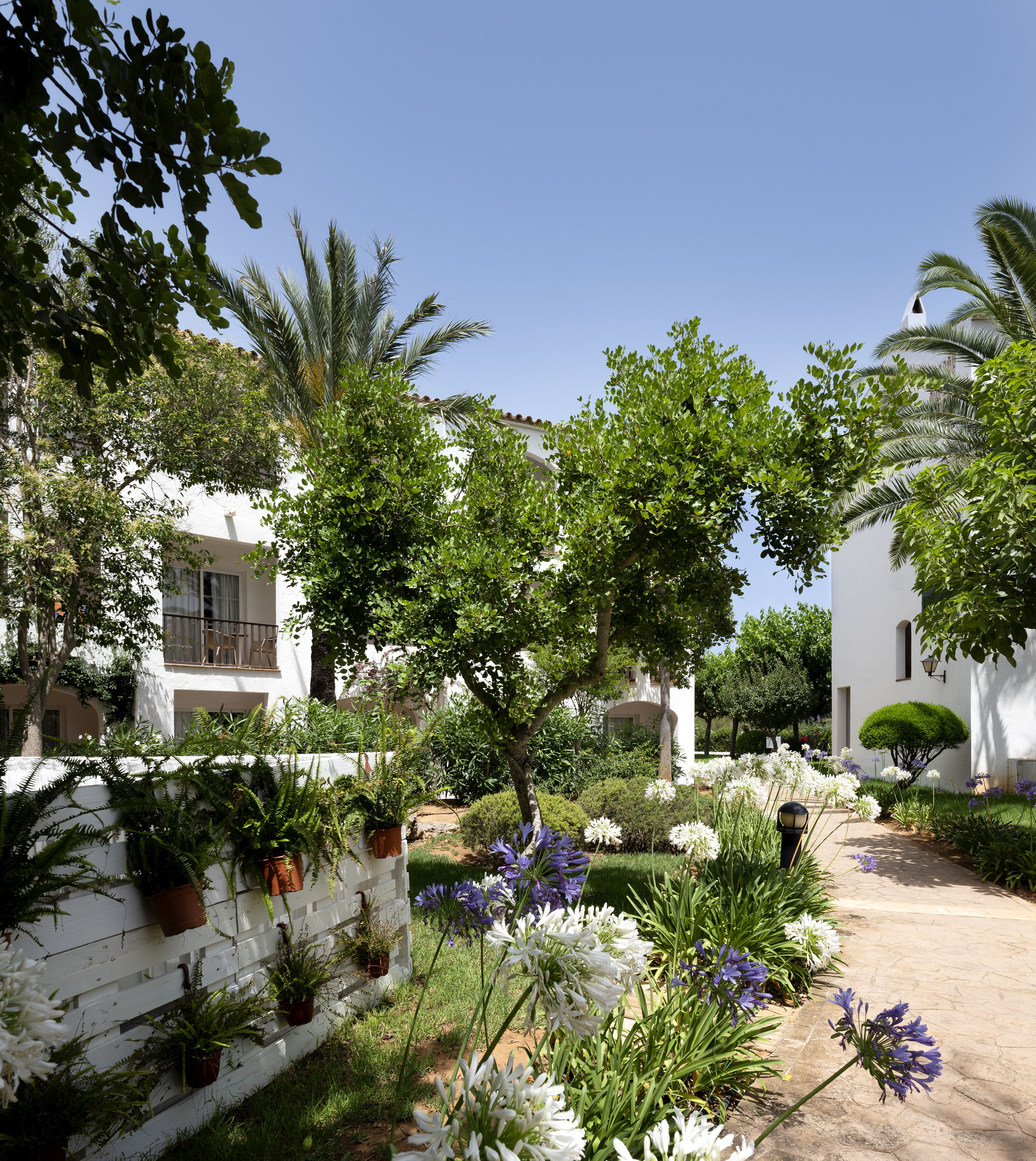 Lush resort garden with white buildings, stone path, and blooming Agapanthus flowers.