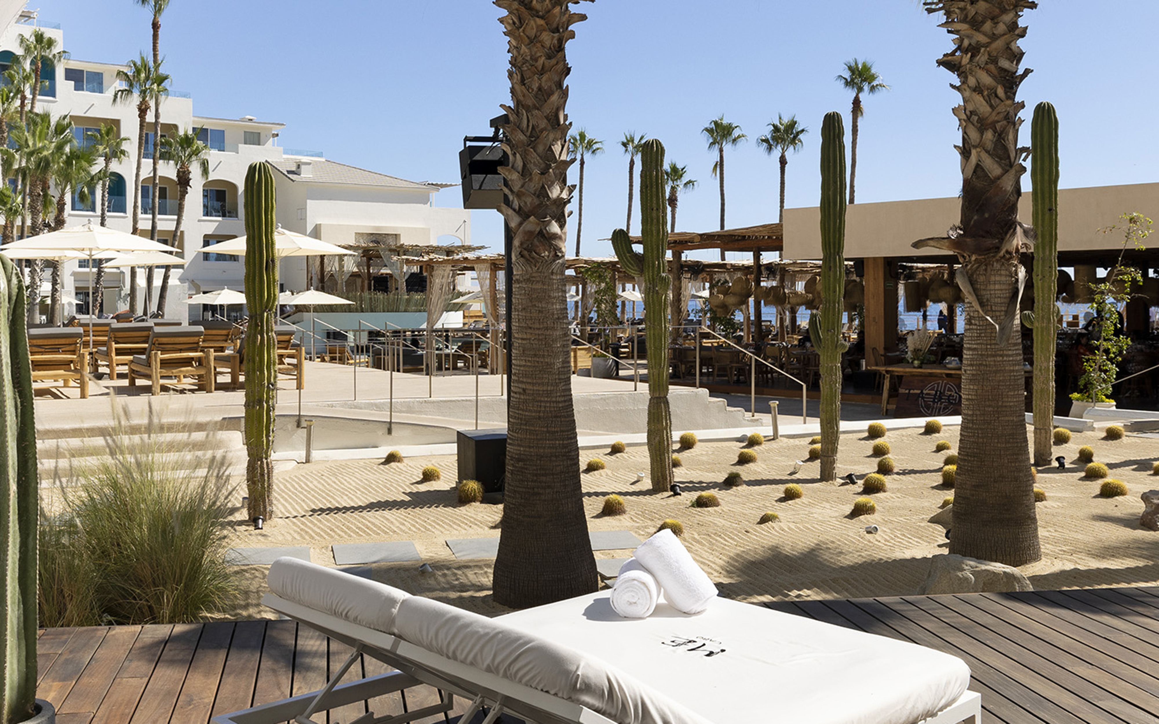 Cabo resort lounge with palm trees, cactuses, and sandy desert landscaping.