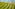 Vibrant green tea plantation rows on a sunlit hillside with distant mountains.