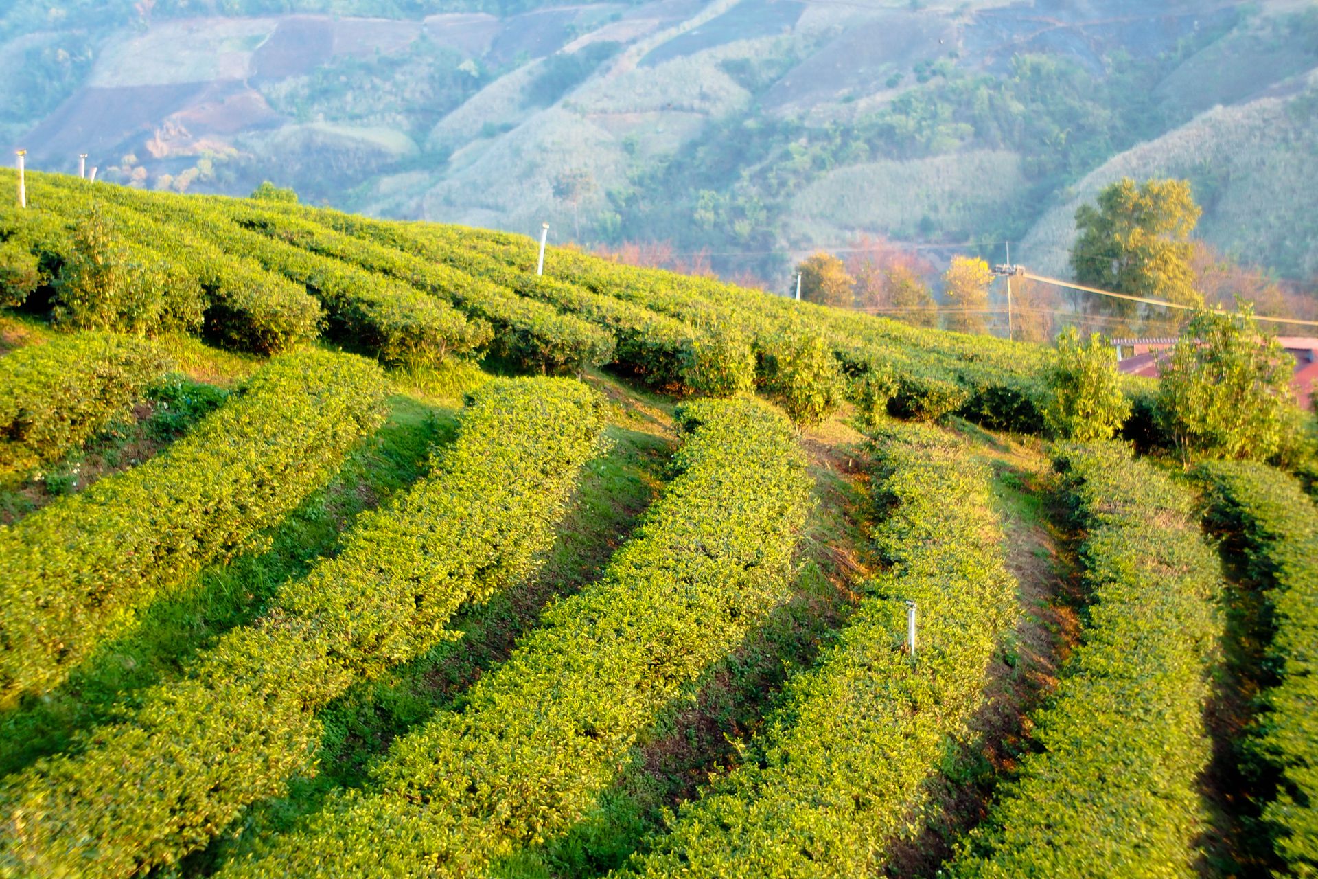 Vibrant green tea plantation rows on a sunlit hillside with distant mountains.