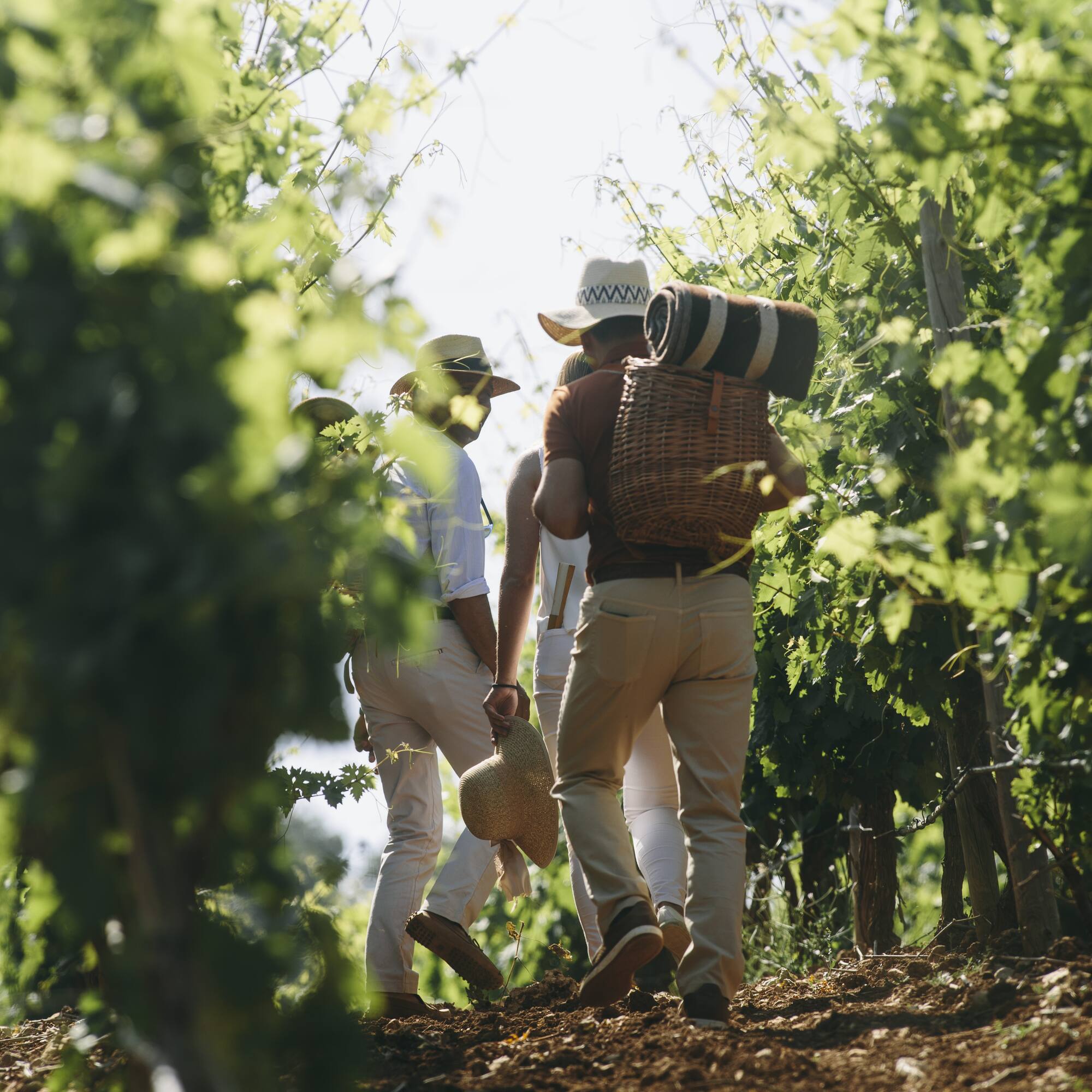 a group of people walking down a path in a vineyard