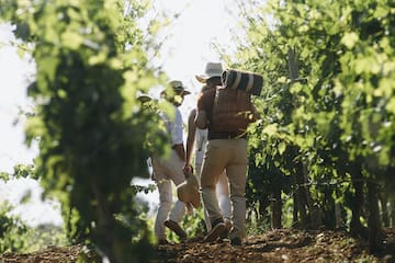 a group of people walking down a path in a vineyard