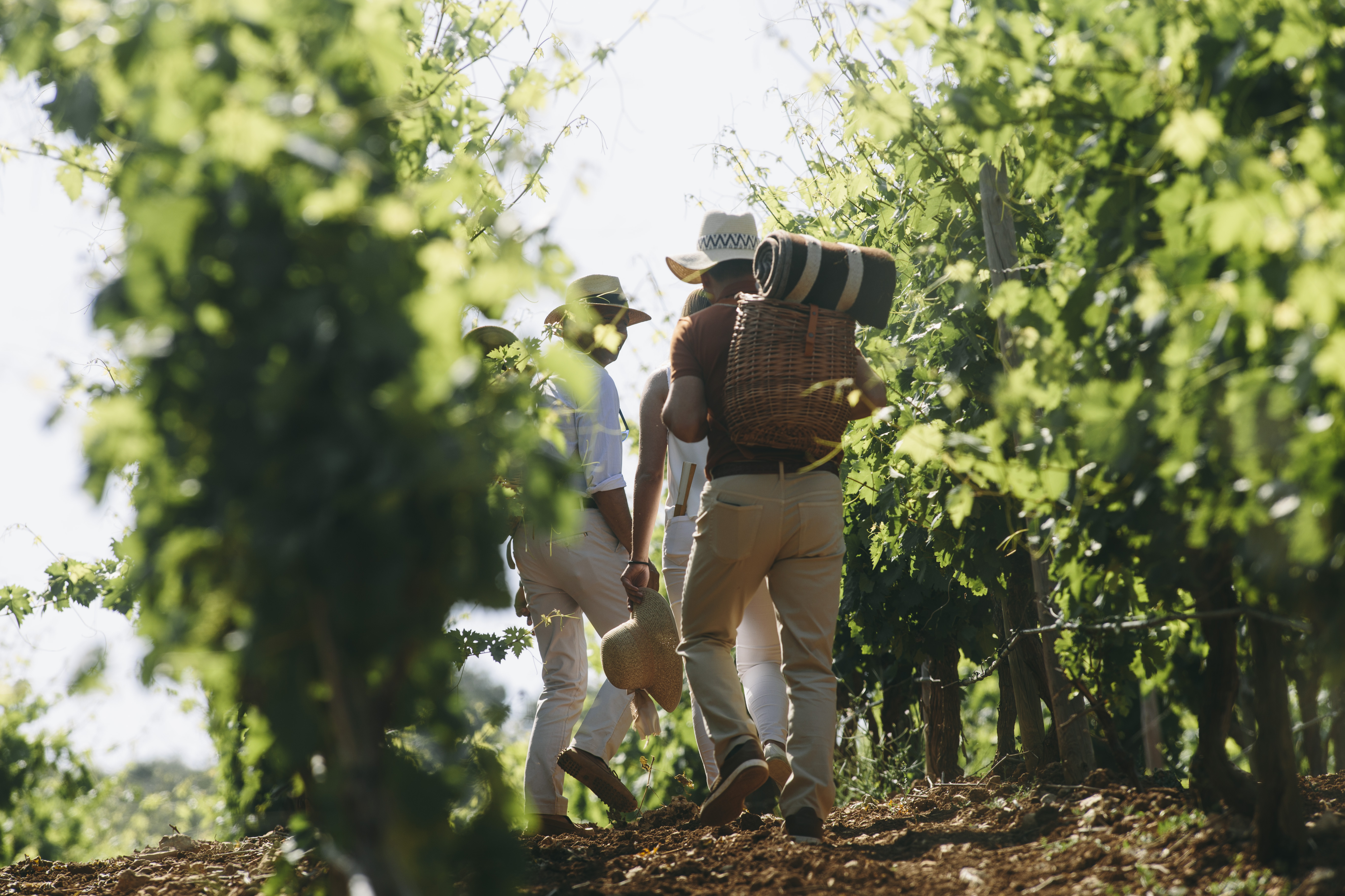 a group of people walking down a path in a vineyard