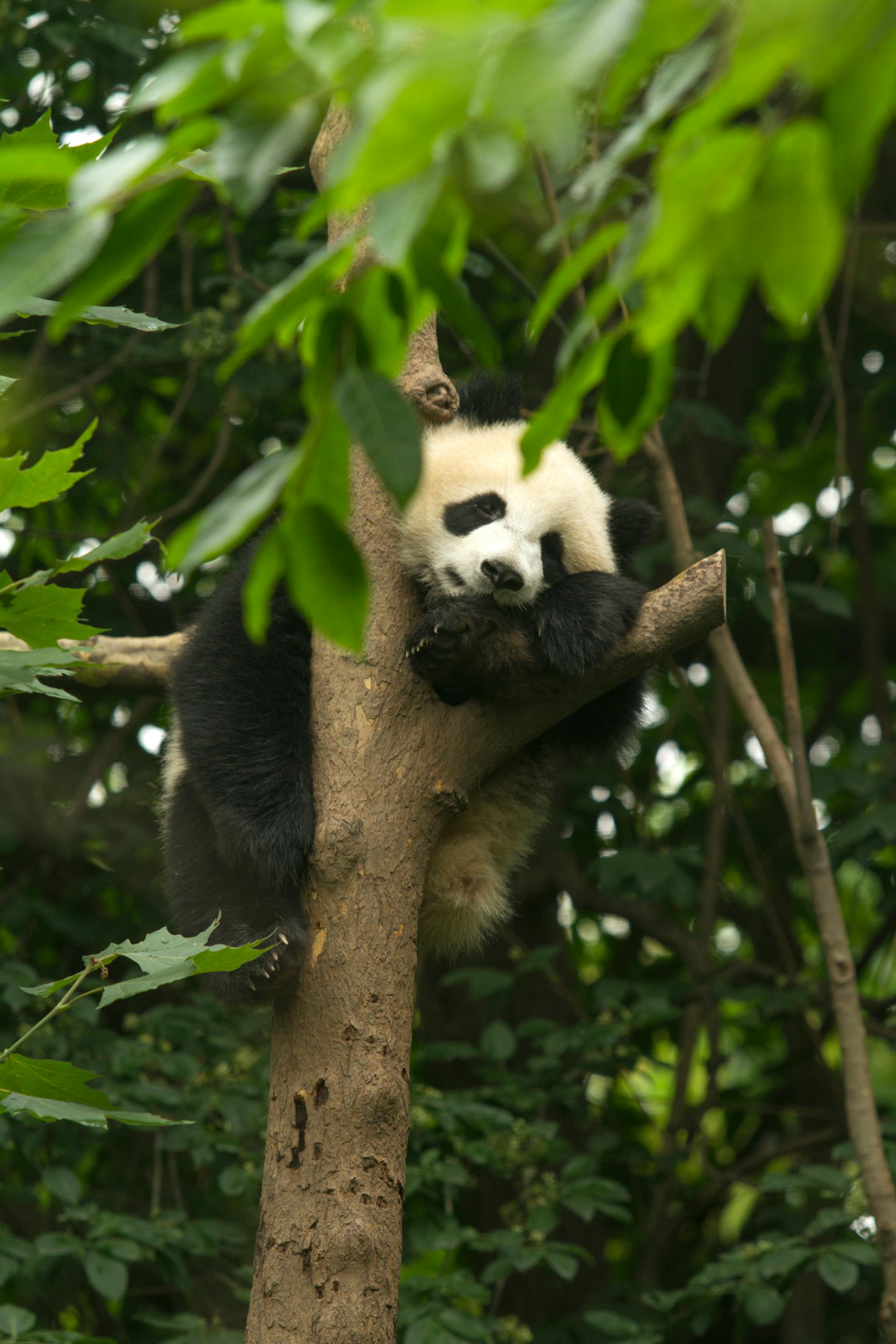 a panda bear in a tree