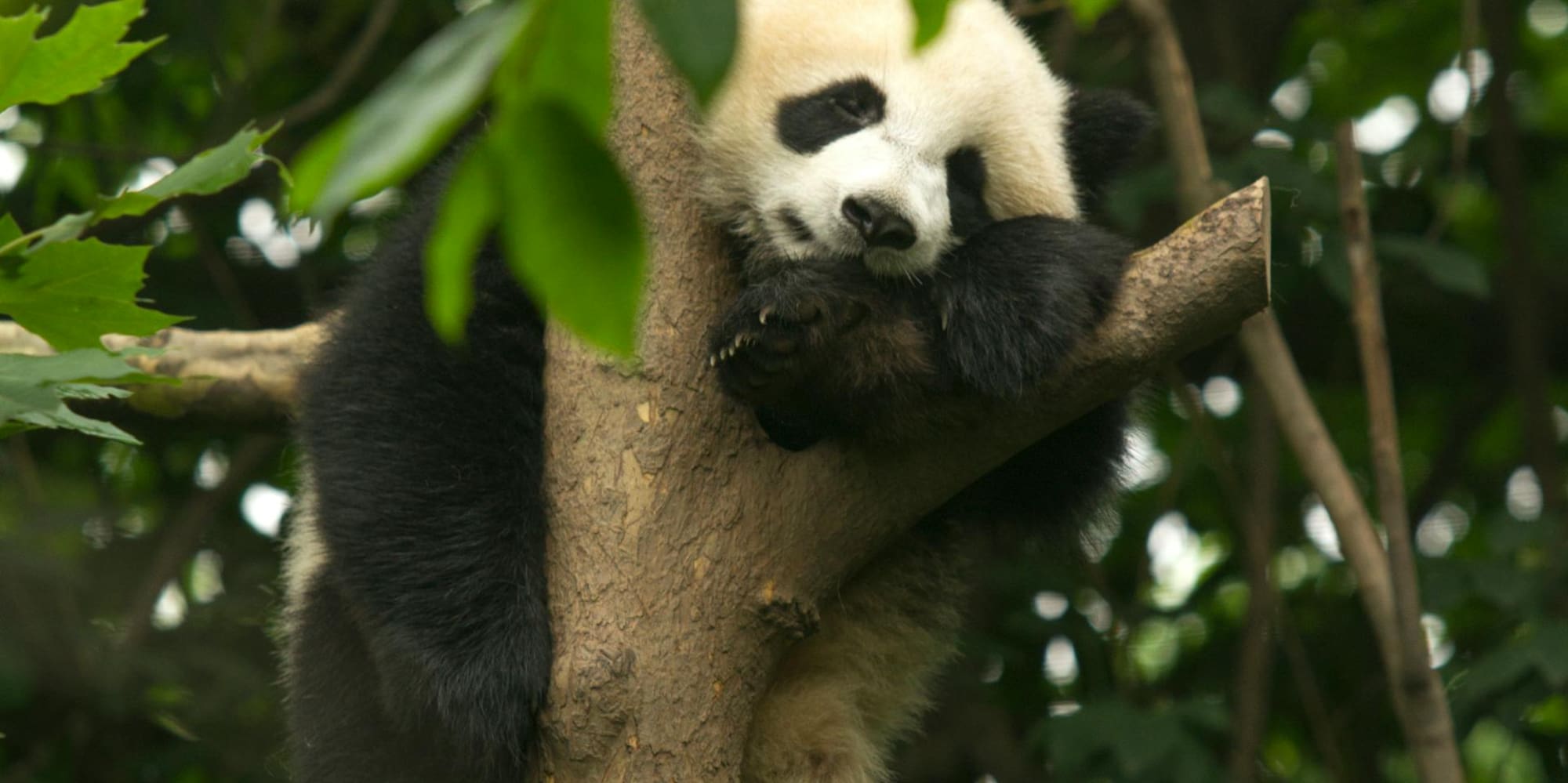 a panda bear in a tree
