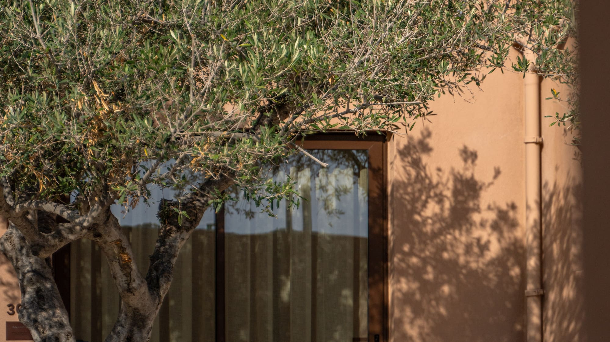 a tree next to a door