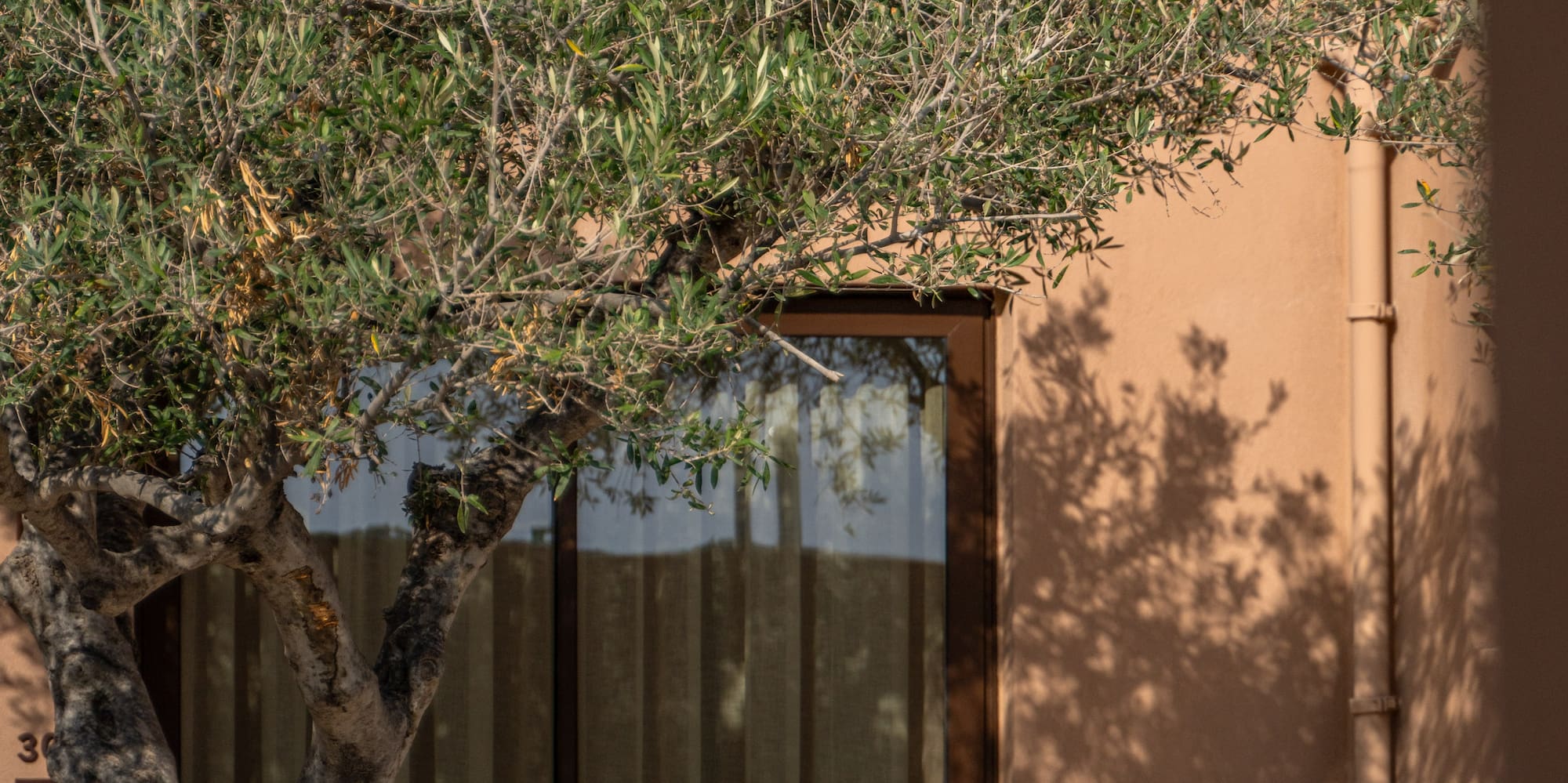 a tree next to a door