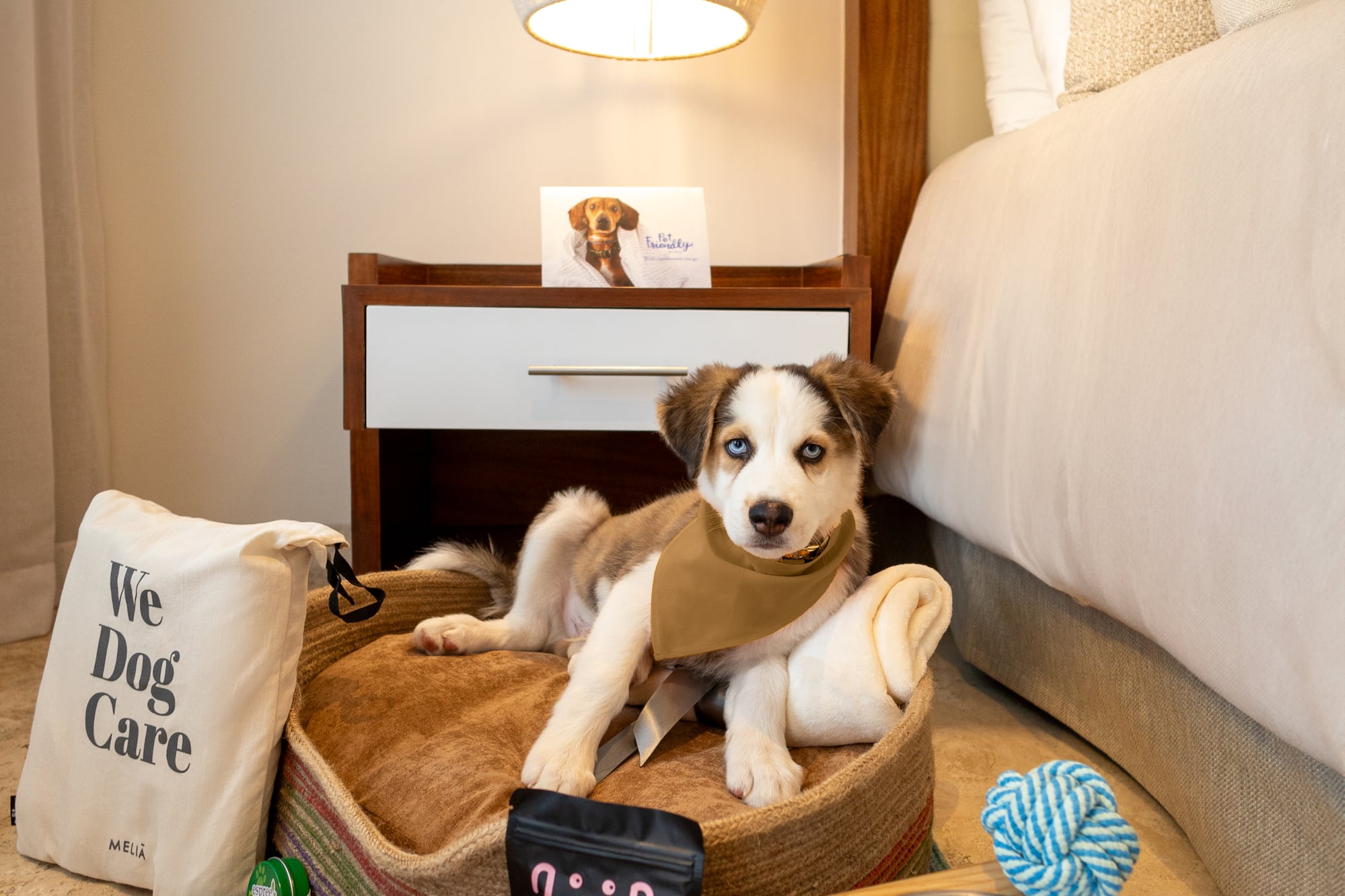 Puppy on dog bed with Meliá pet care welcome kit in hotel room.