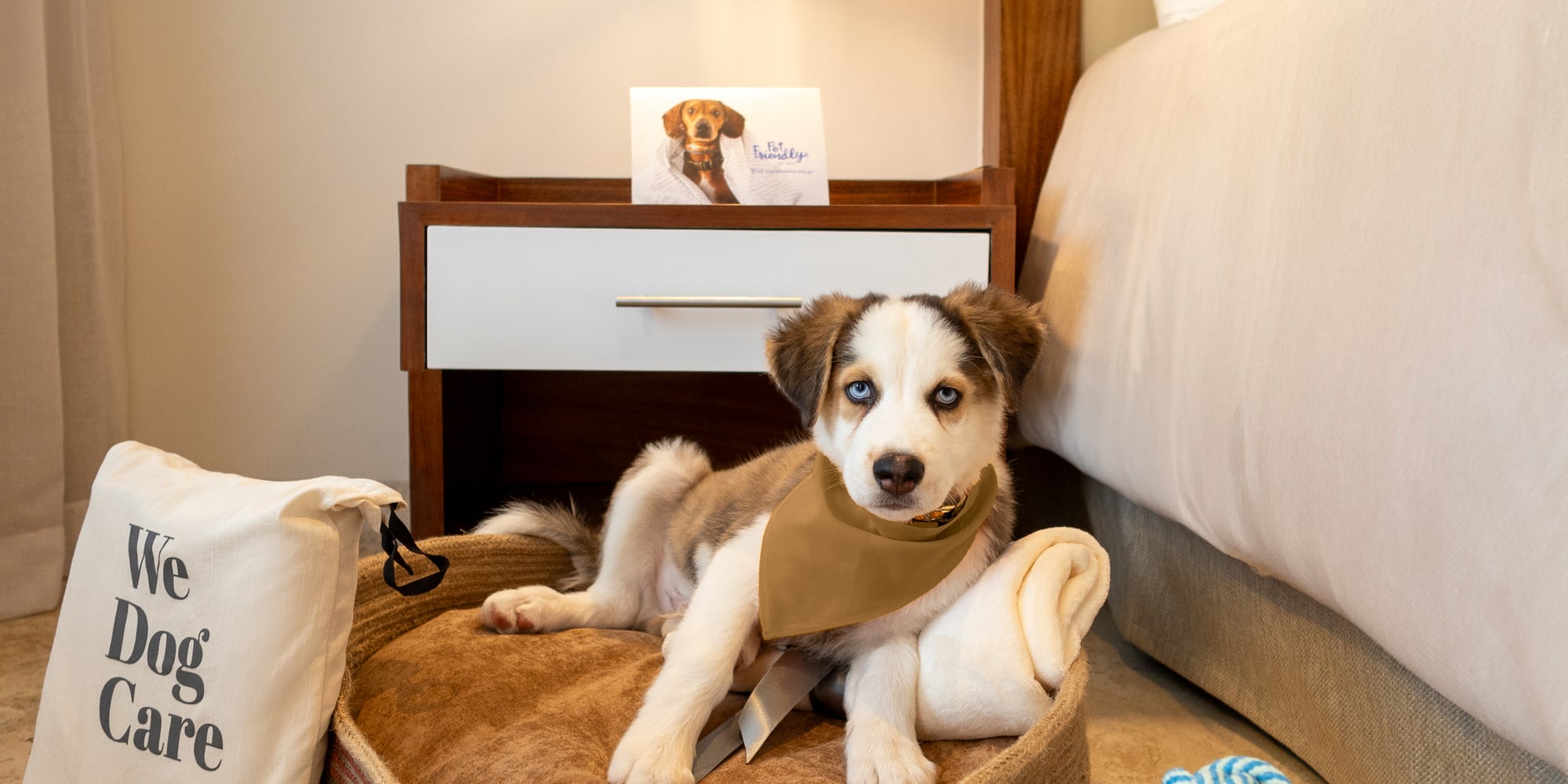 Pet-friendly hotel room with puppy in dog bed, Meliá care kit, treats & toys.