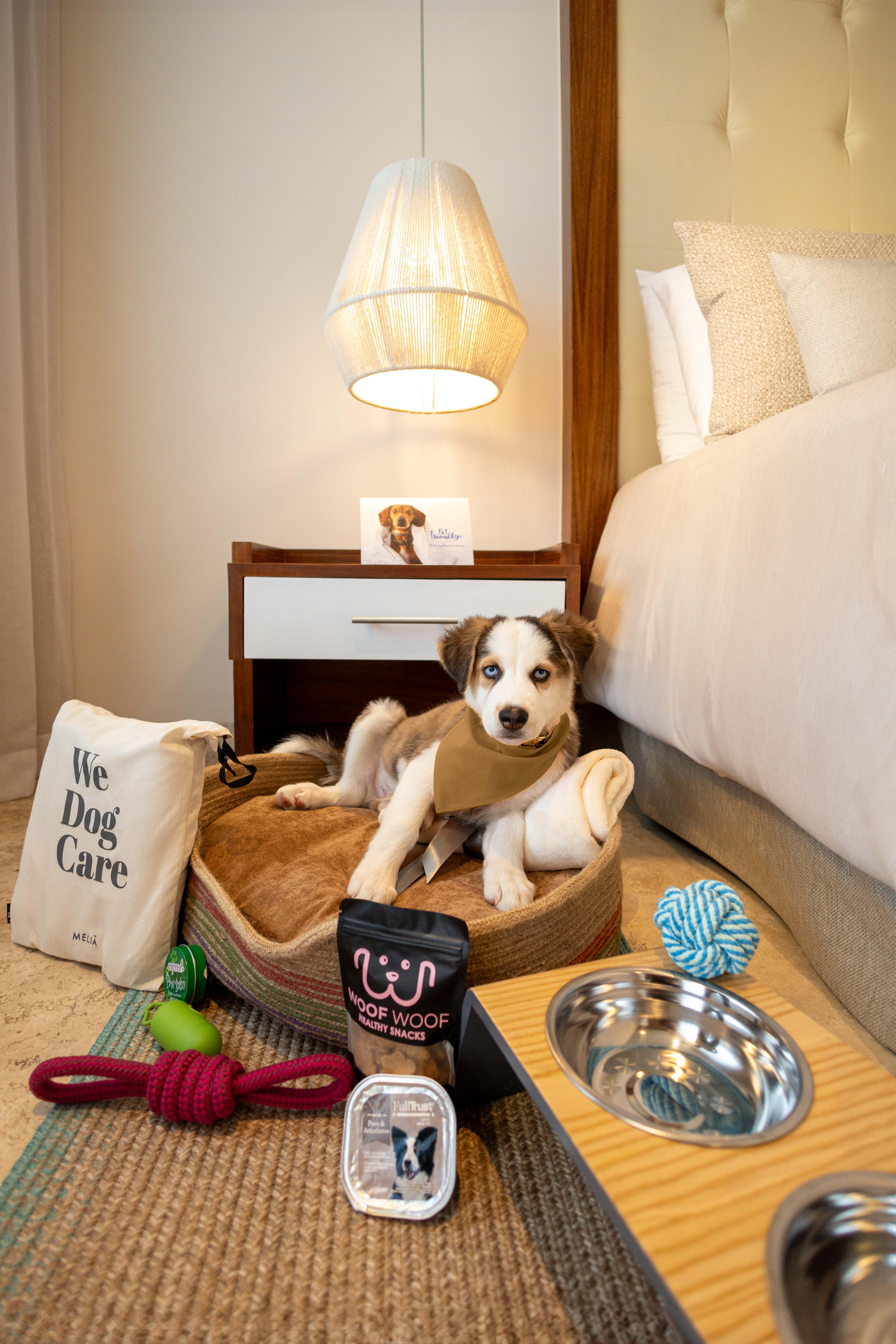 Pet-friendly hotel room with puppy in dog bed, Meliá care kit, treats & toys.