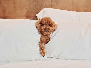 a dog peeking out of a bed