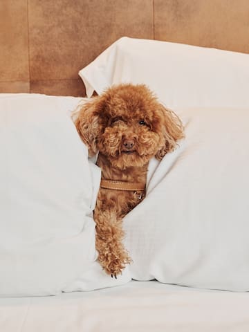 a dog peeking out of a bed