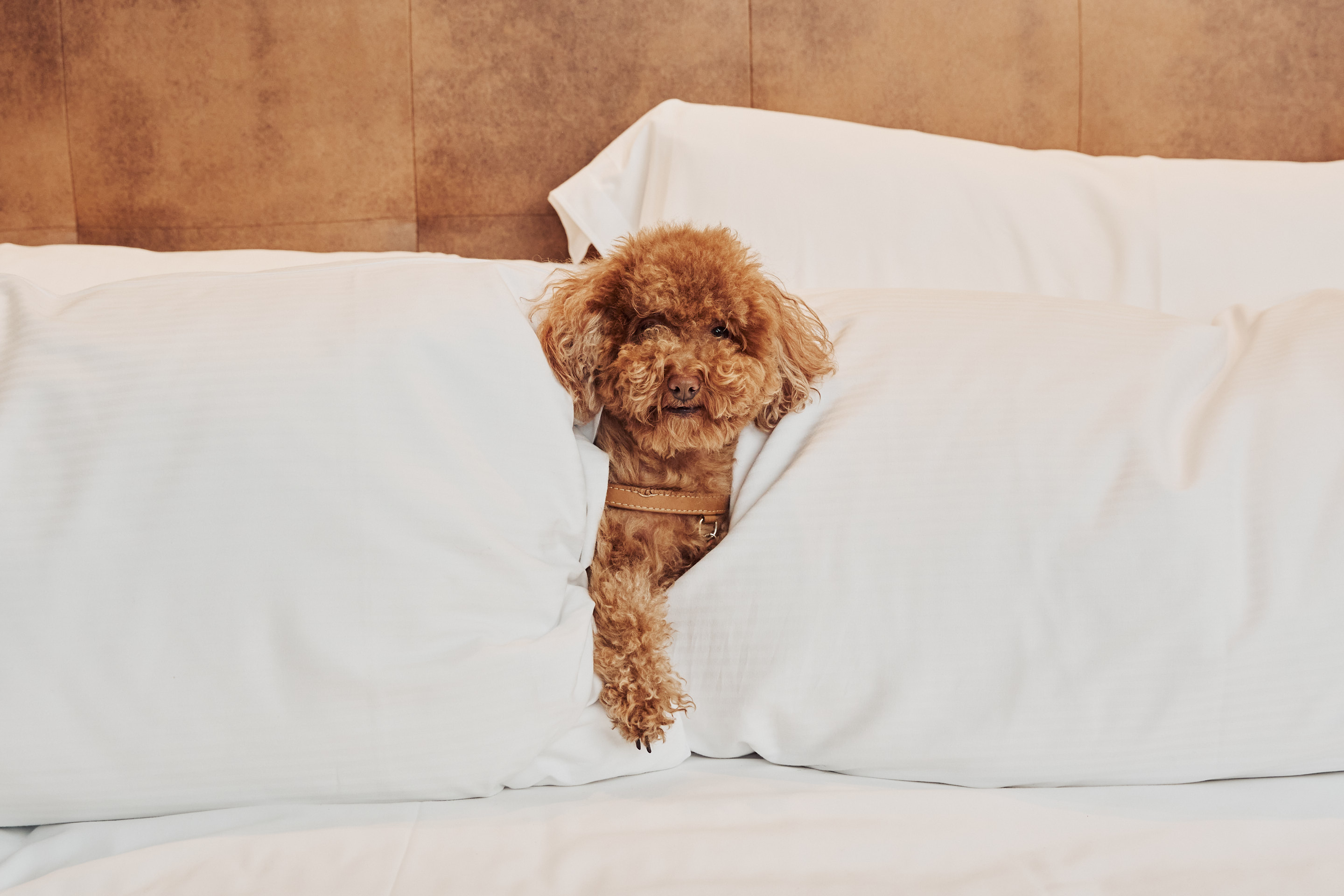 Brown curly poodle dog peeking from white bed, looking forward.