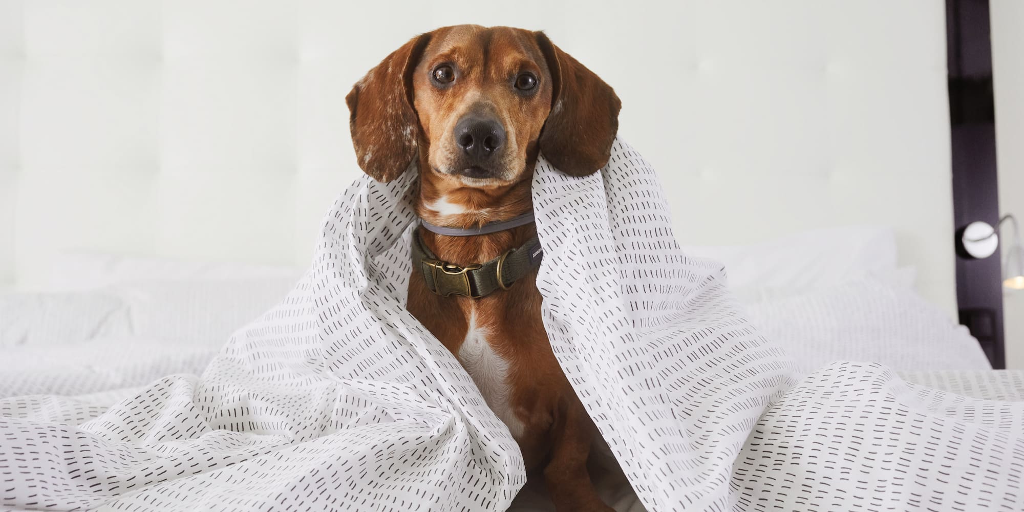 a dog wrapped in a blanket