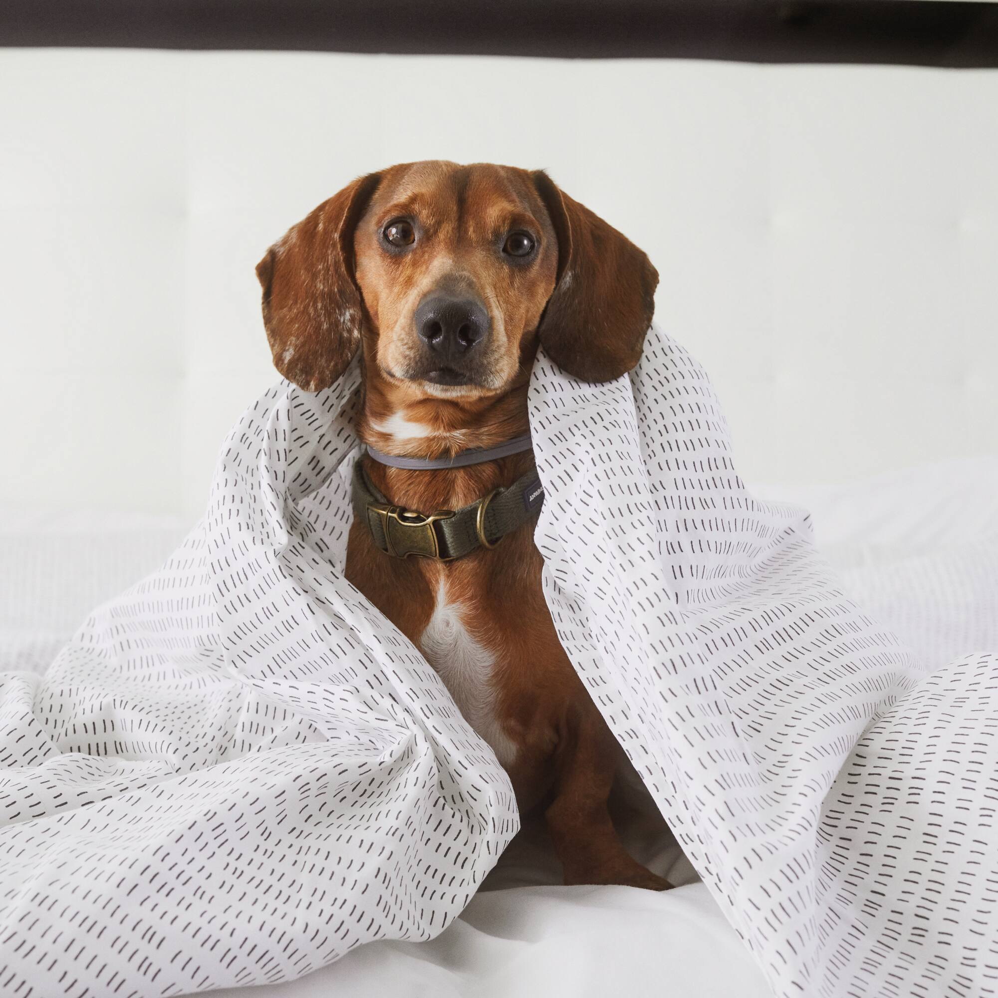 a dog wrapped in a blanket